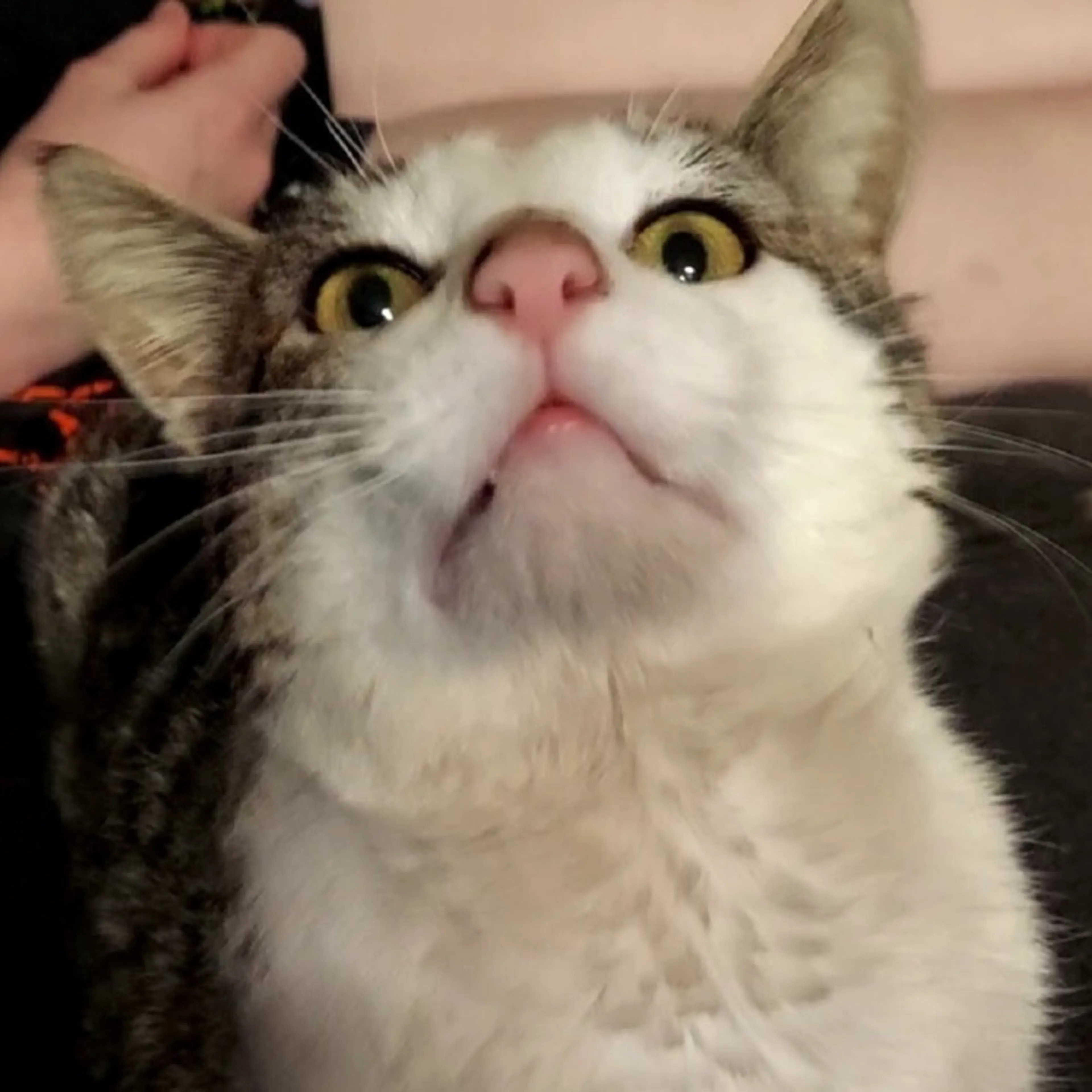 Found pet-3