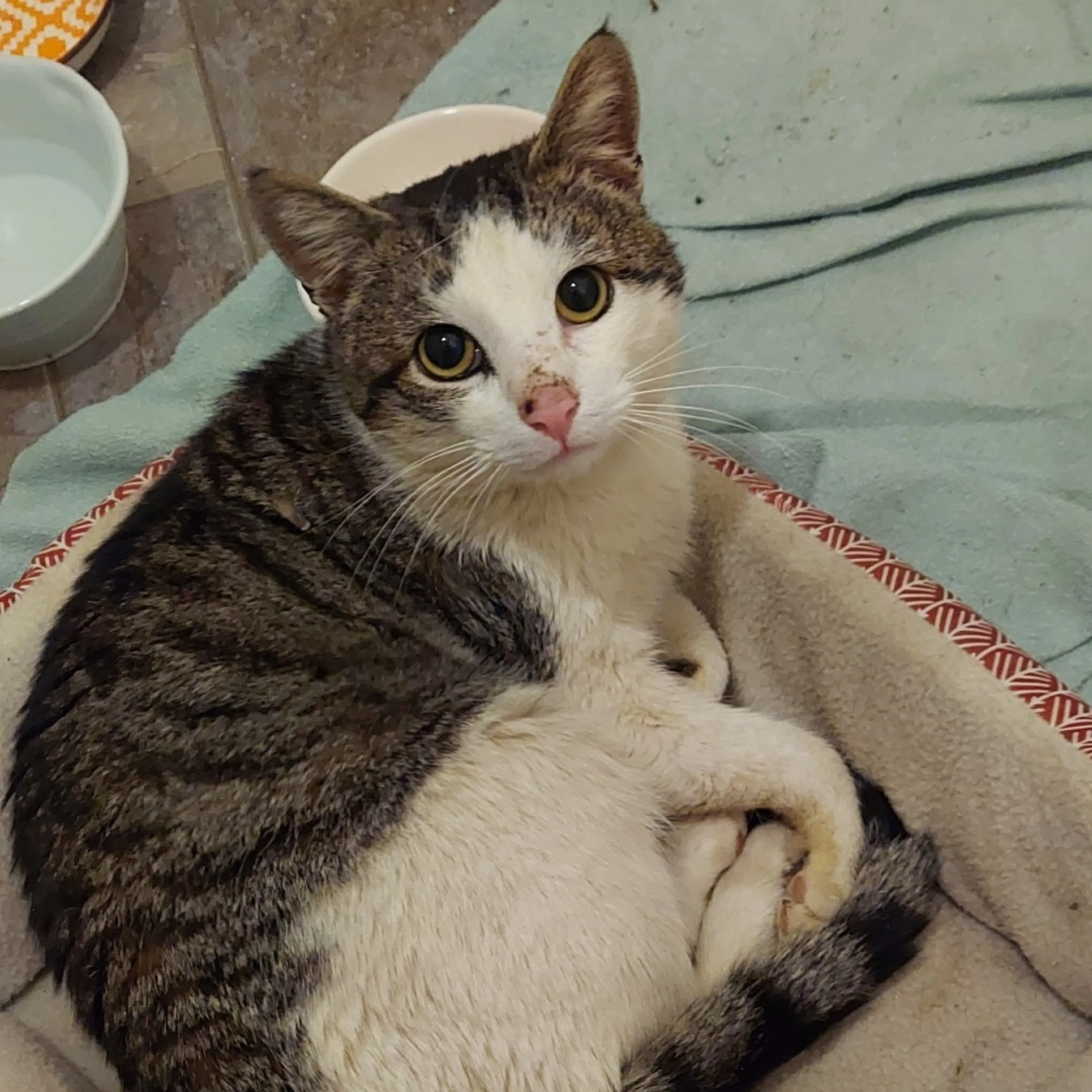 Found pet-0