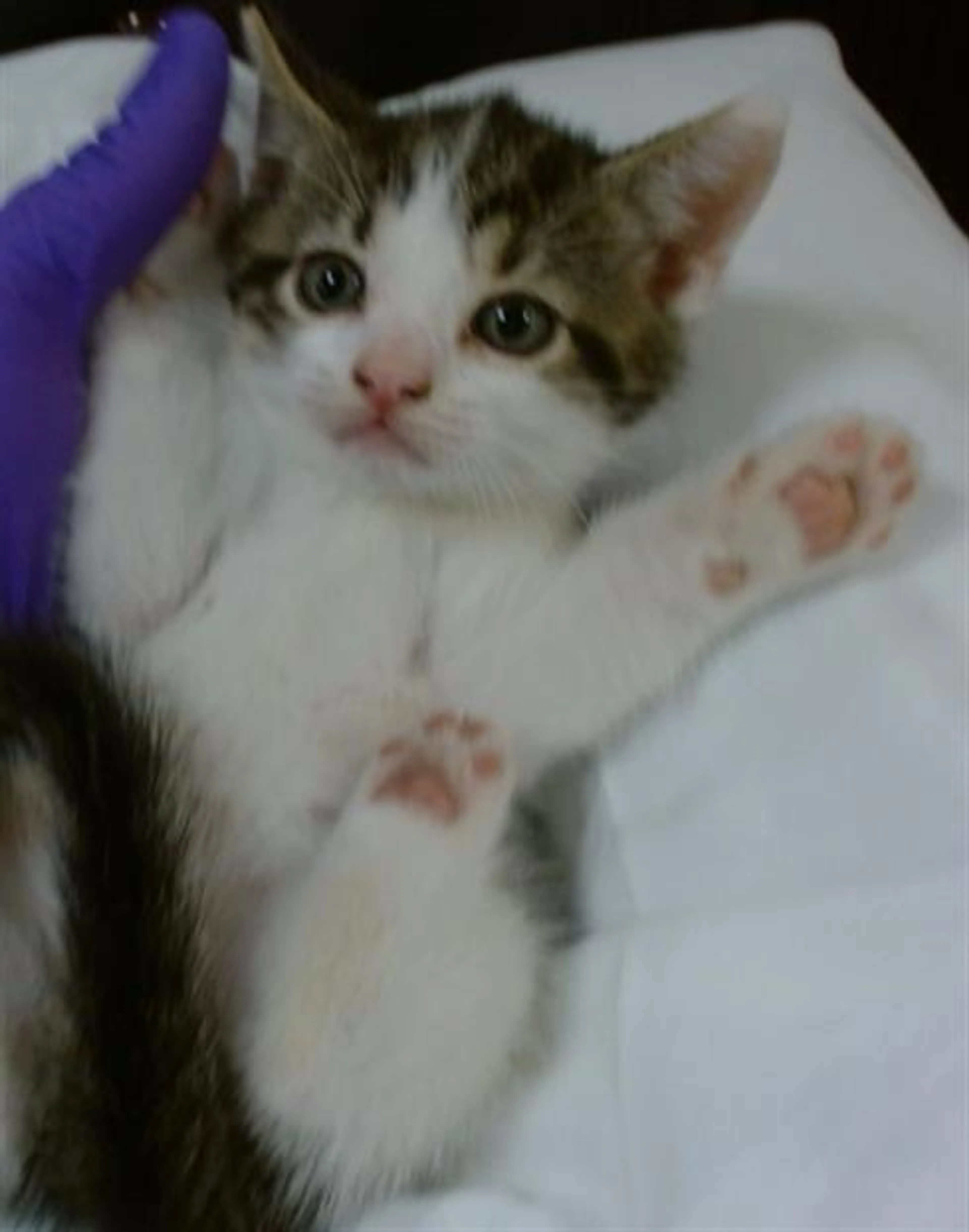 Found pet