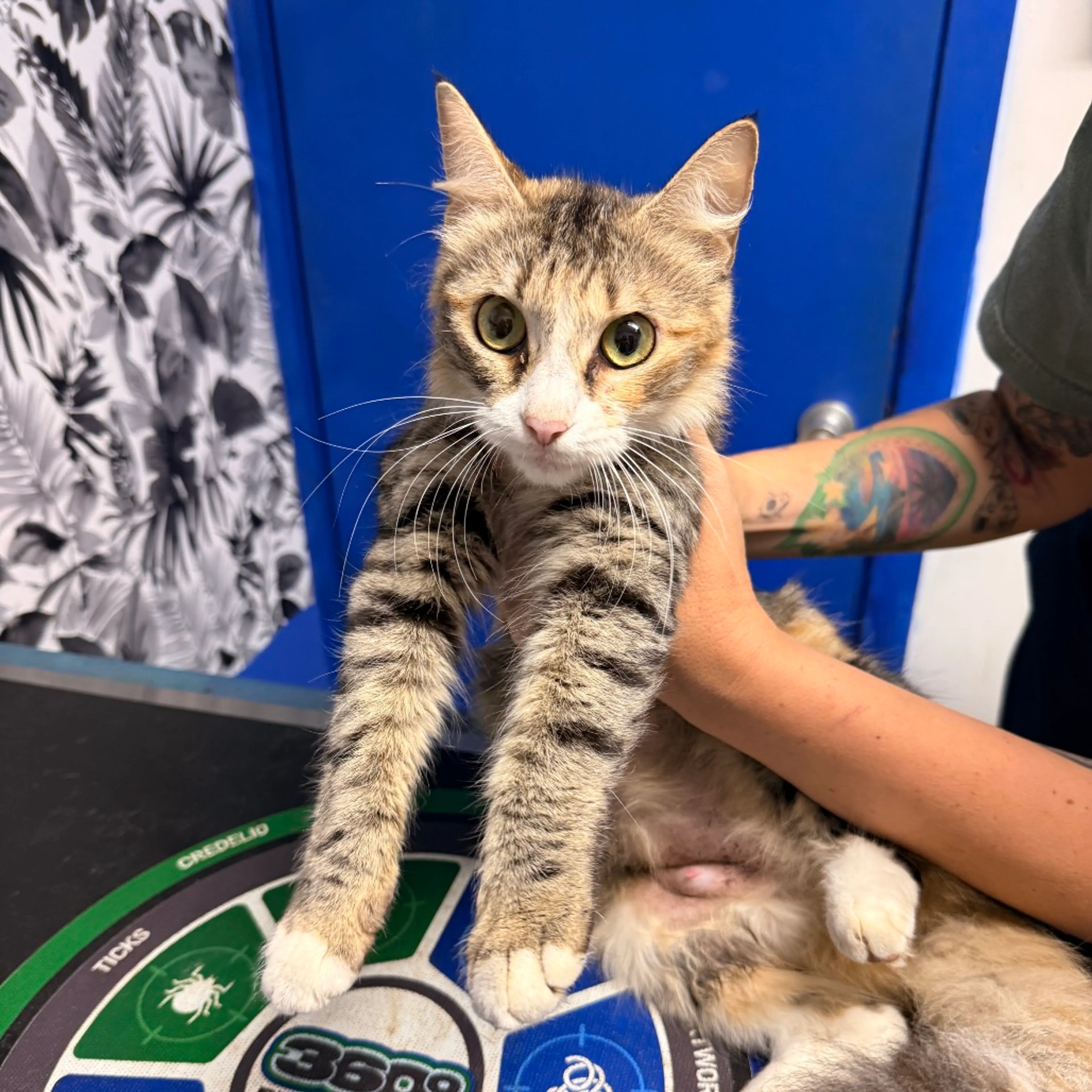 Found pet