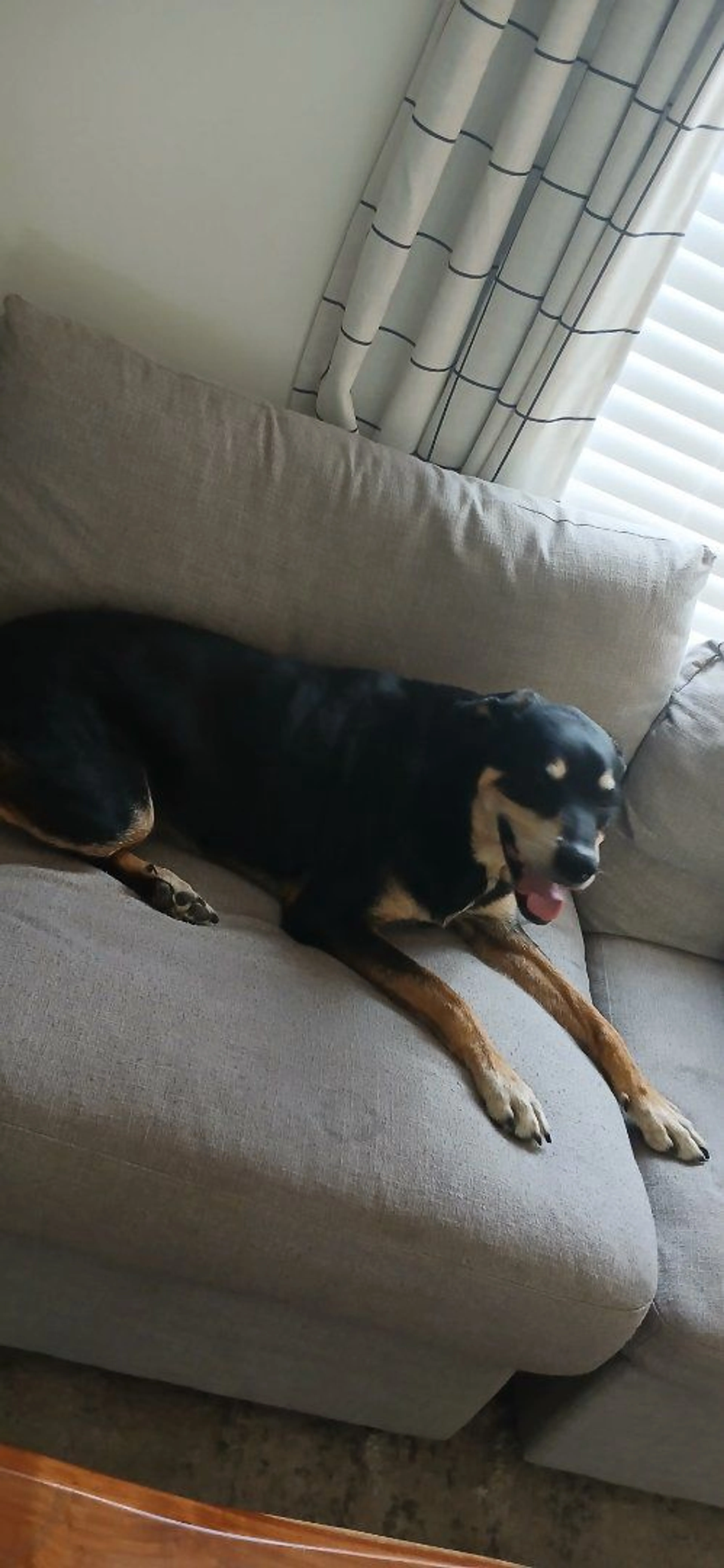 Lost pet