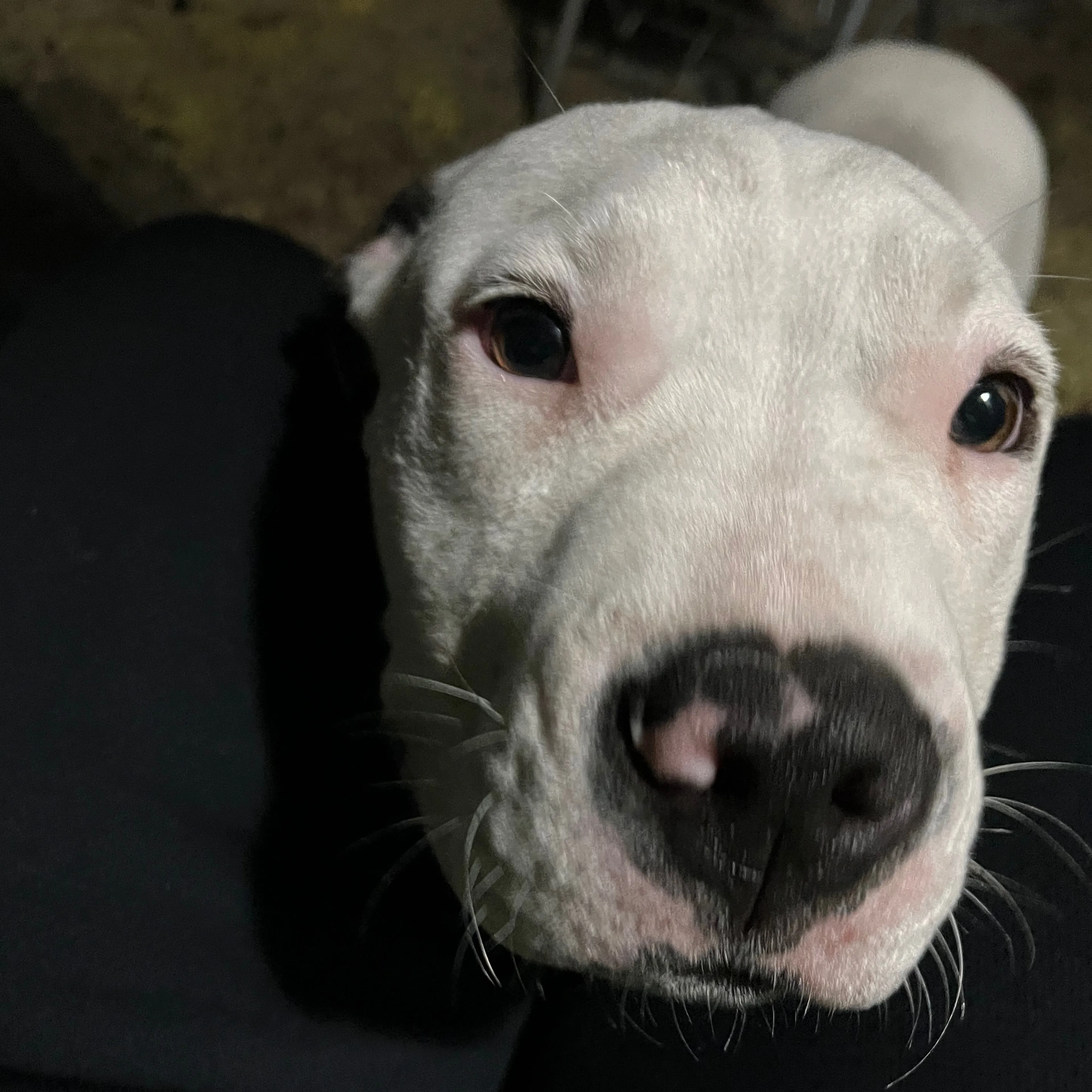 Found pet-2