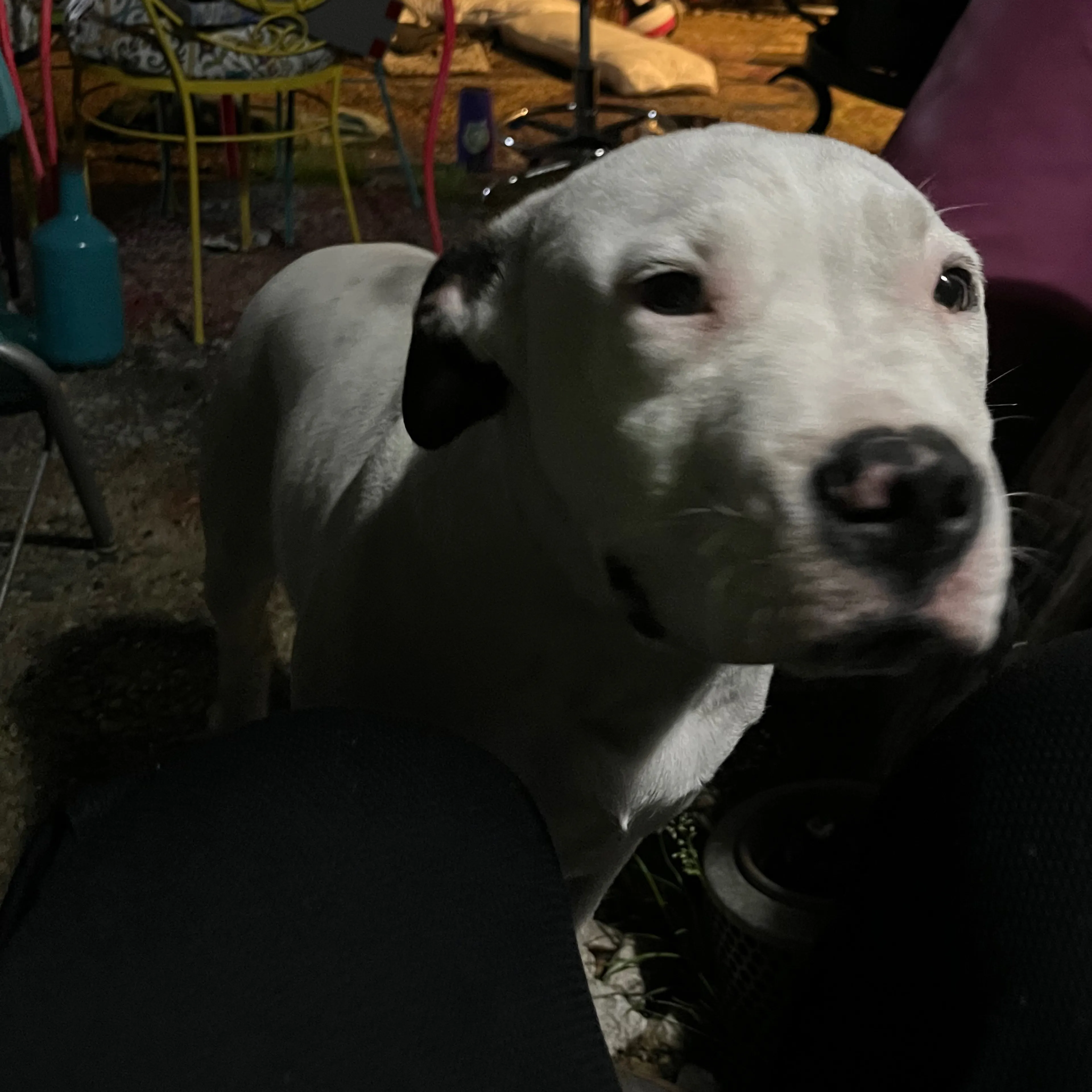 Found pet-1