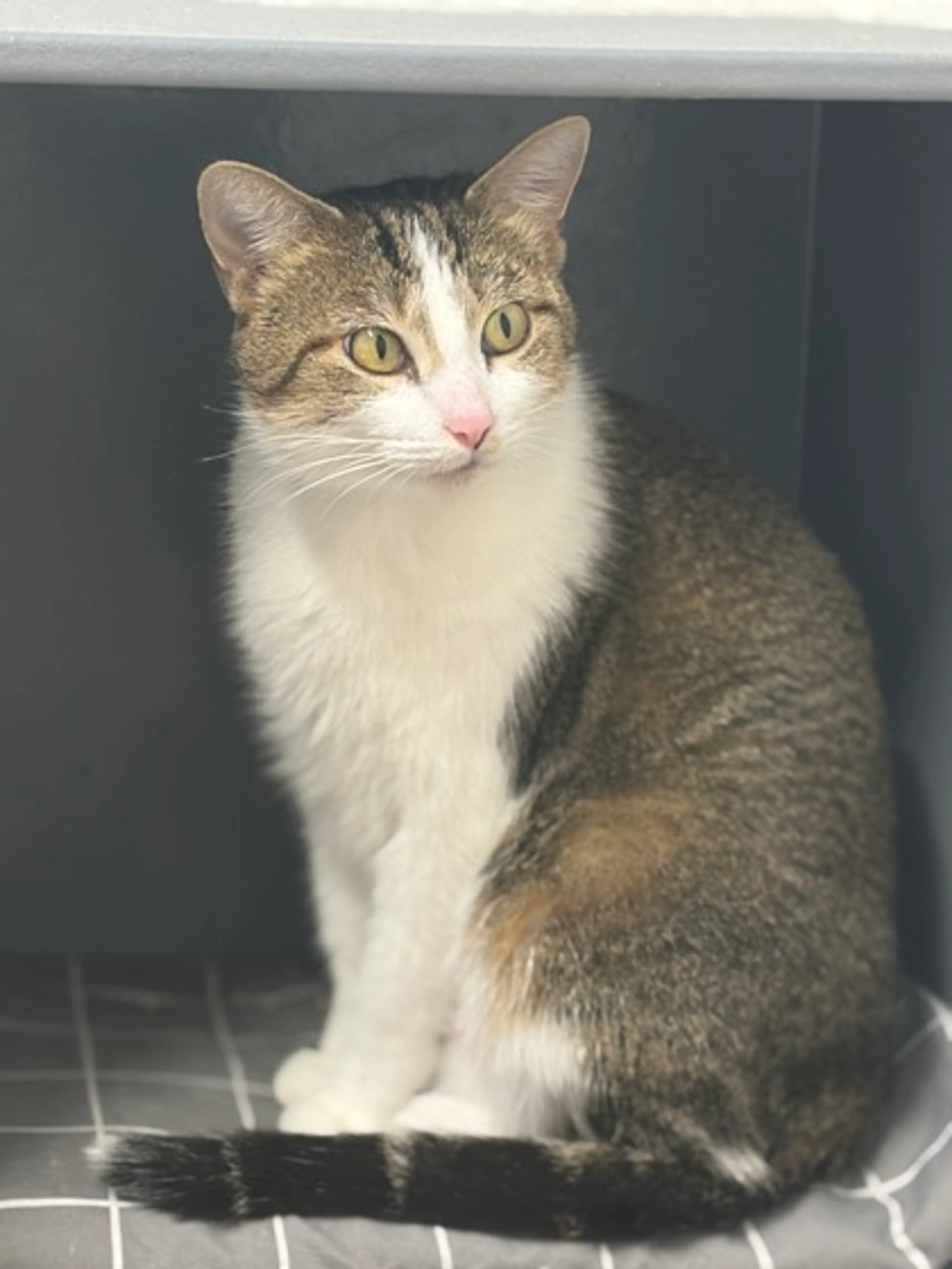 Found pet-1