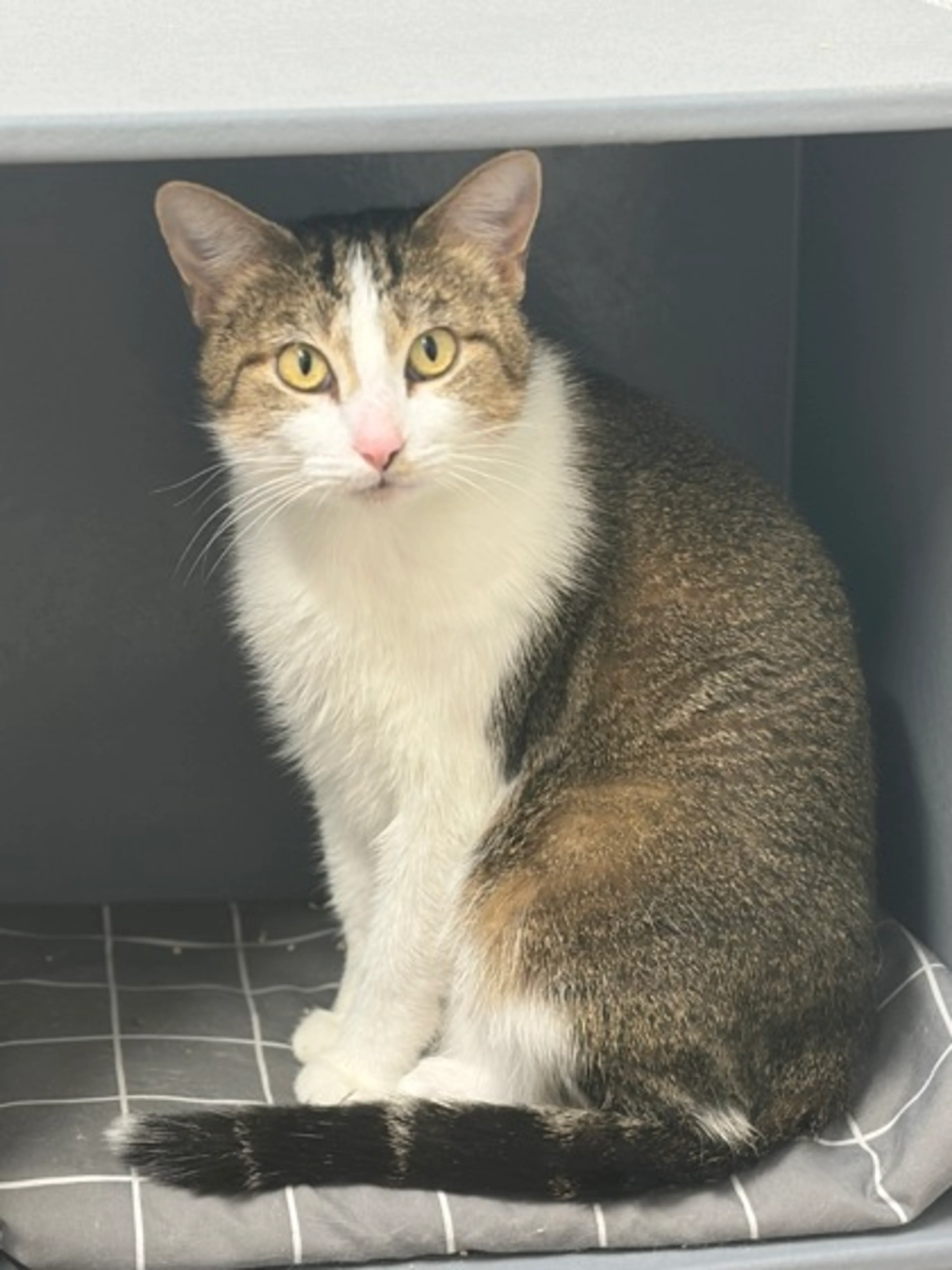 Found pet-2