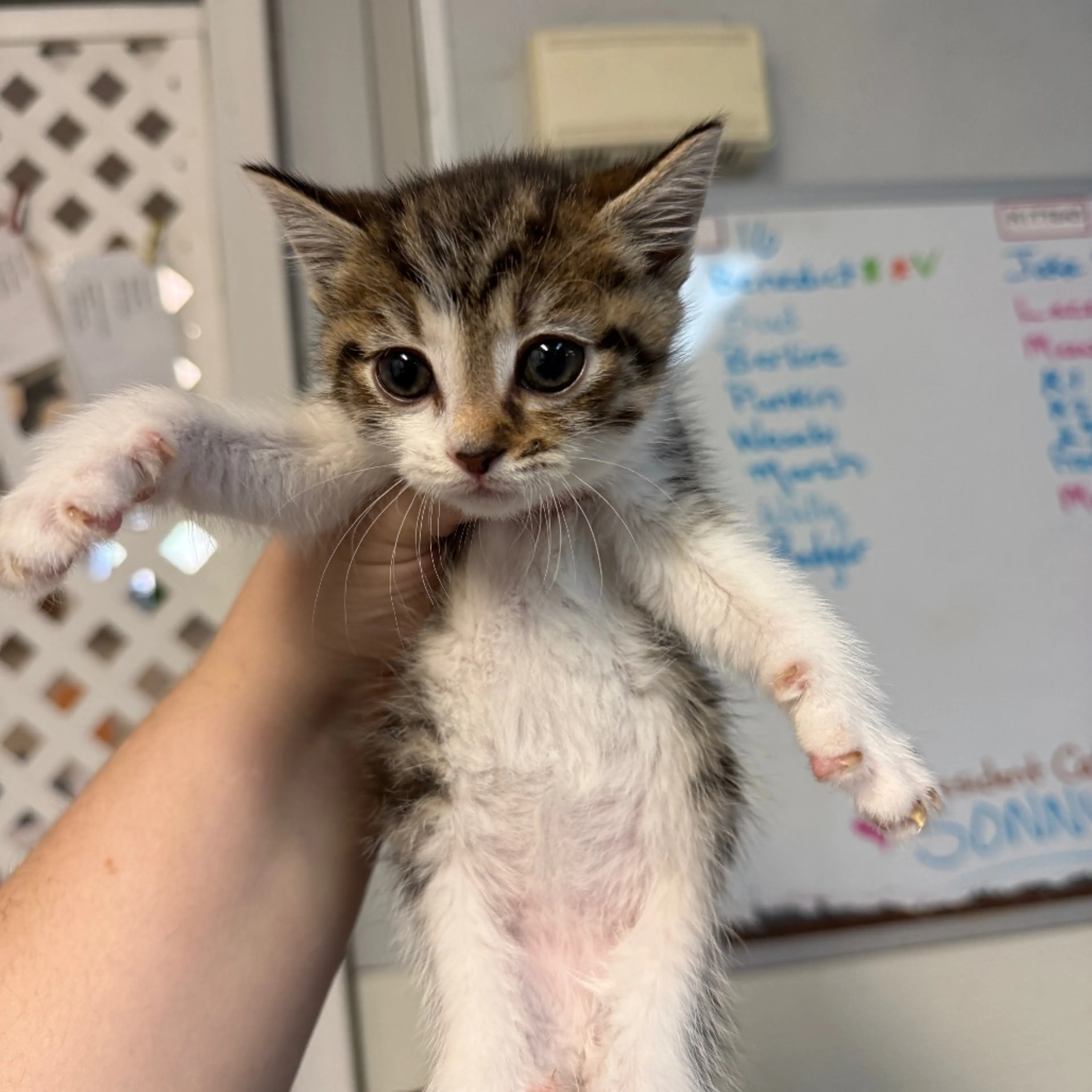 Found pet-1