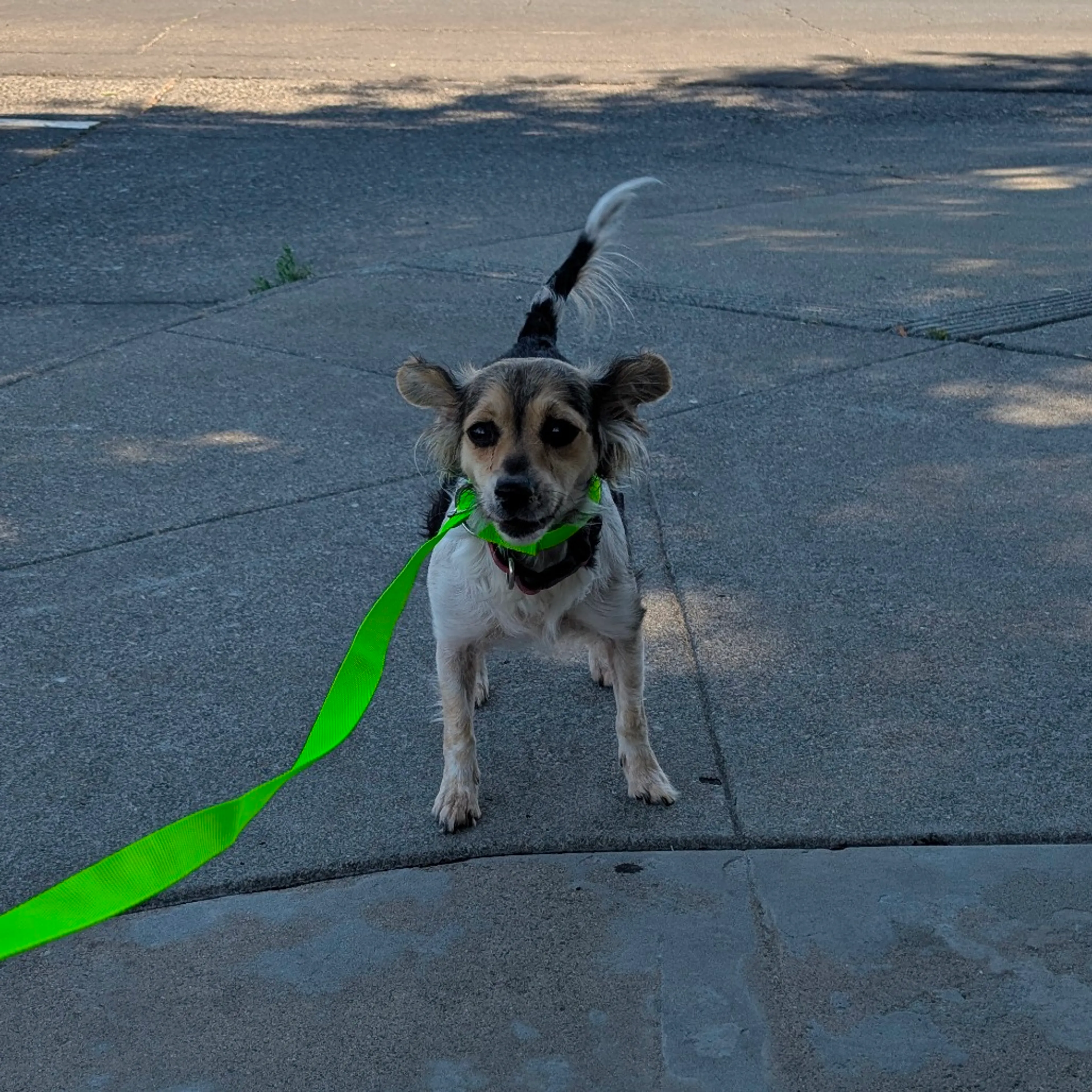 Found pet-3
