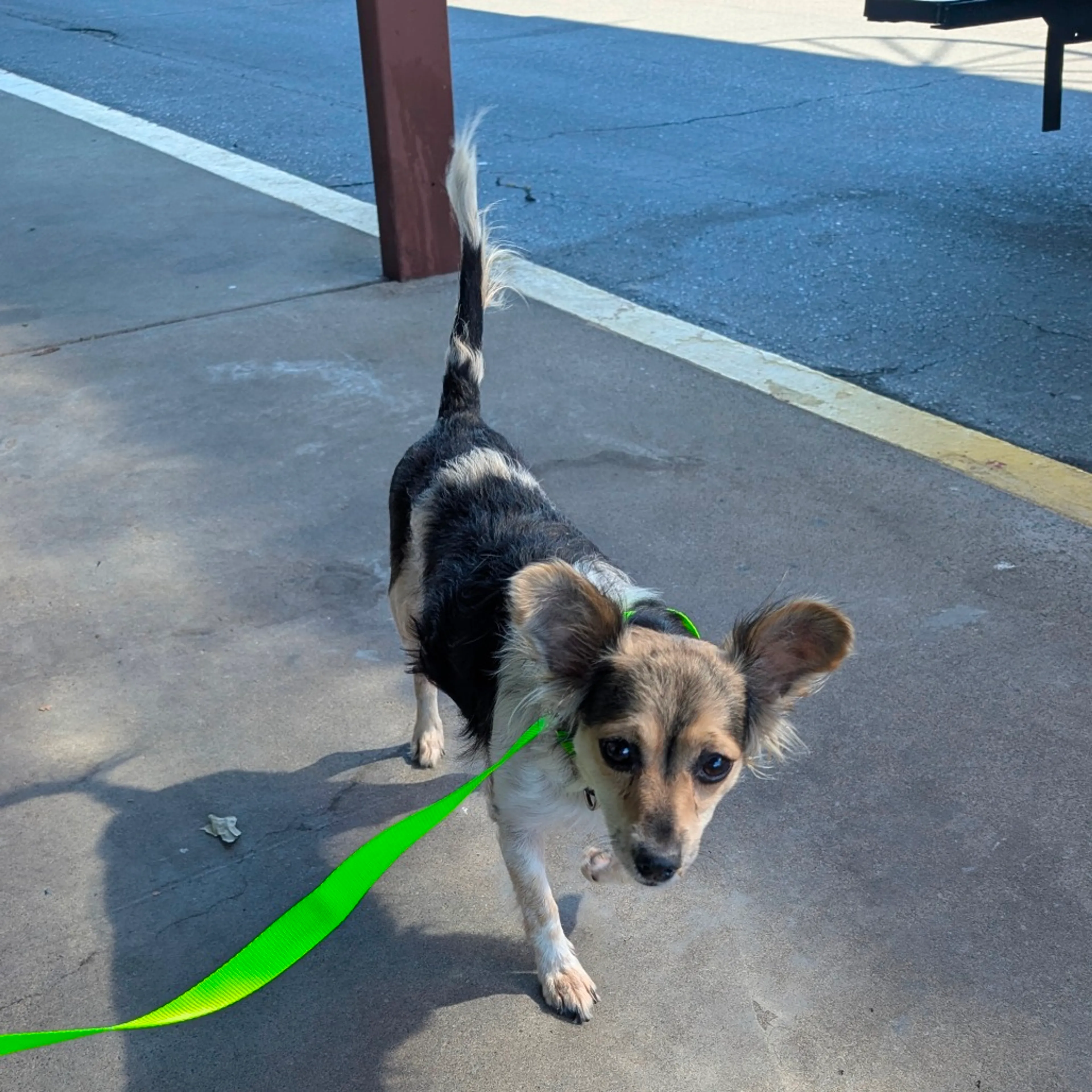 Found pet-1