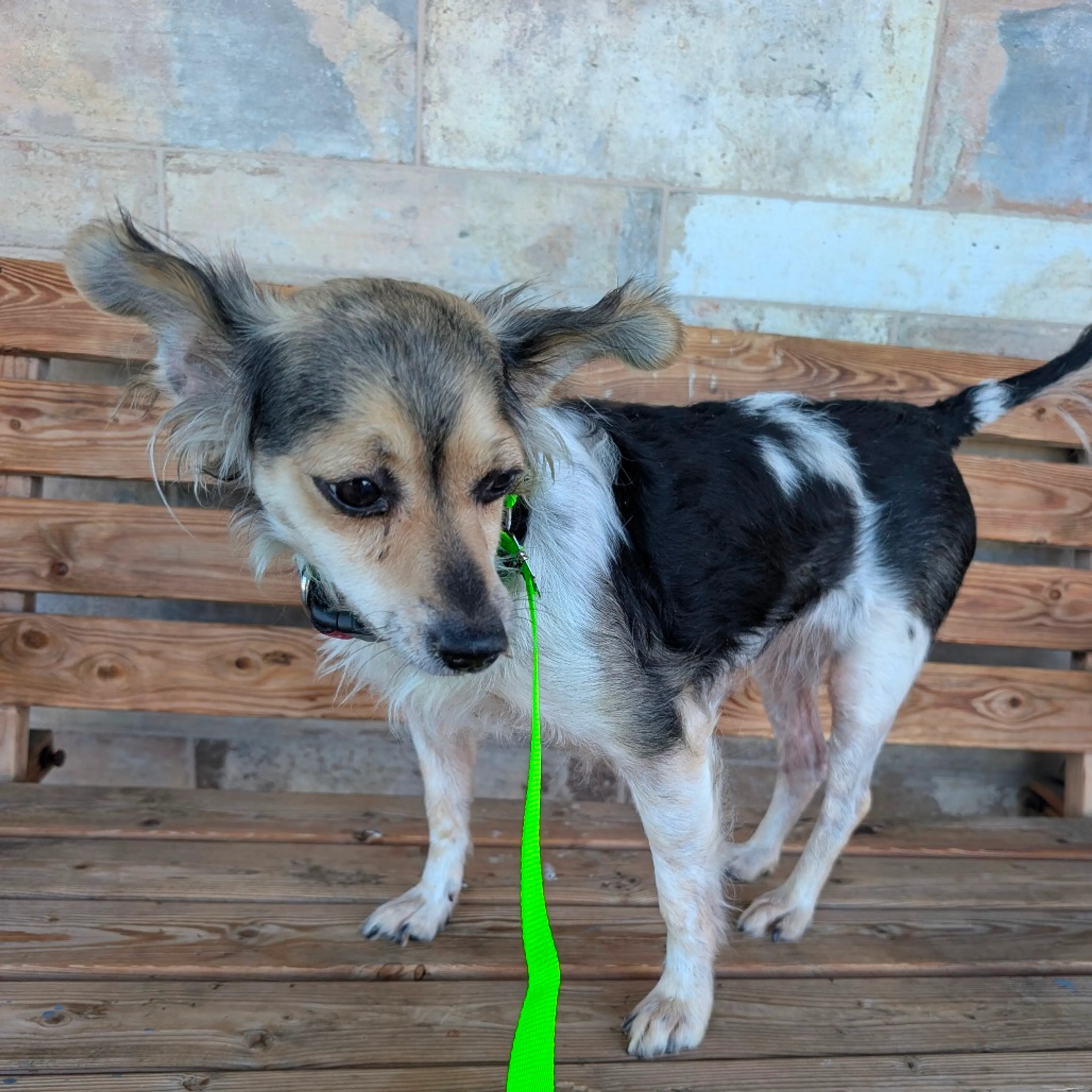 Found pet-6