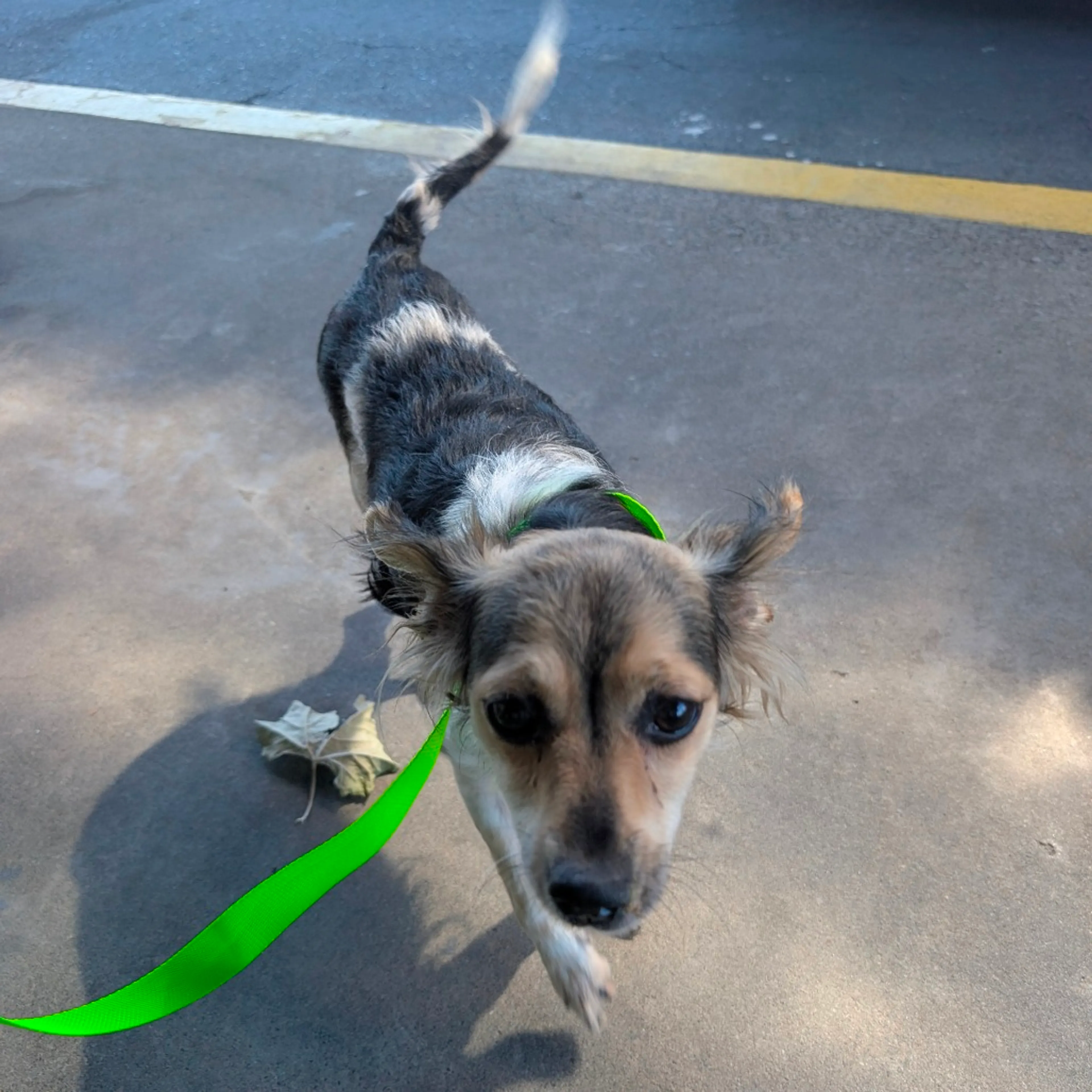 Found pet-4
