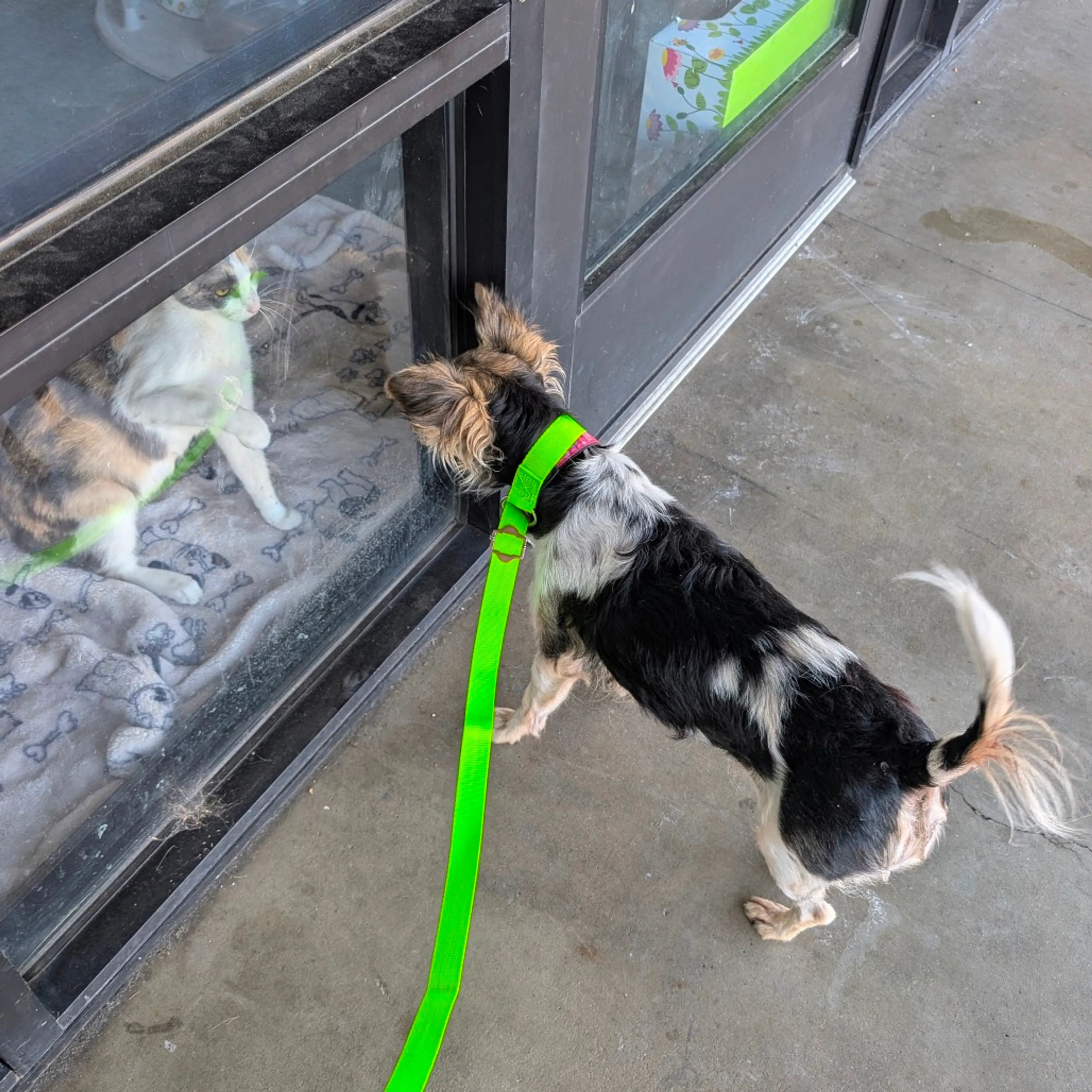 Found pet-5
