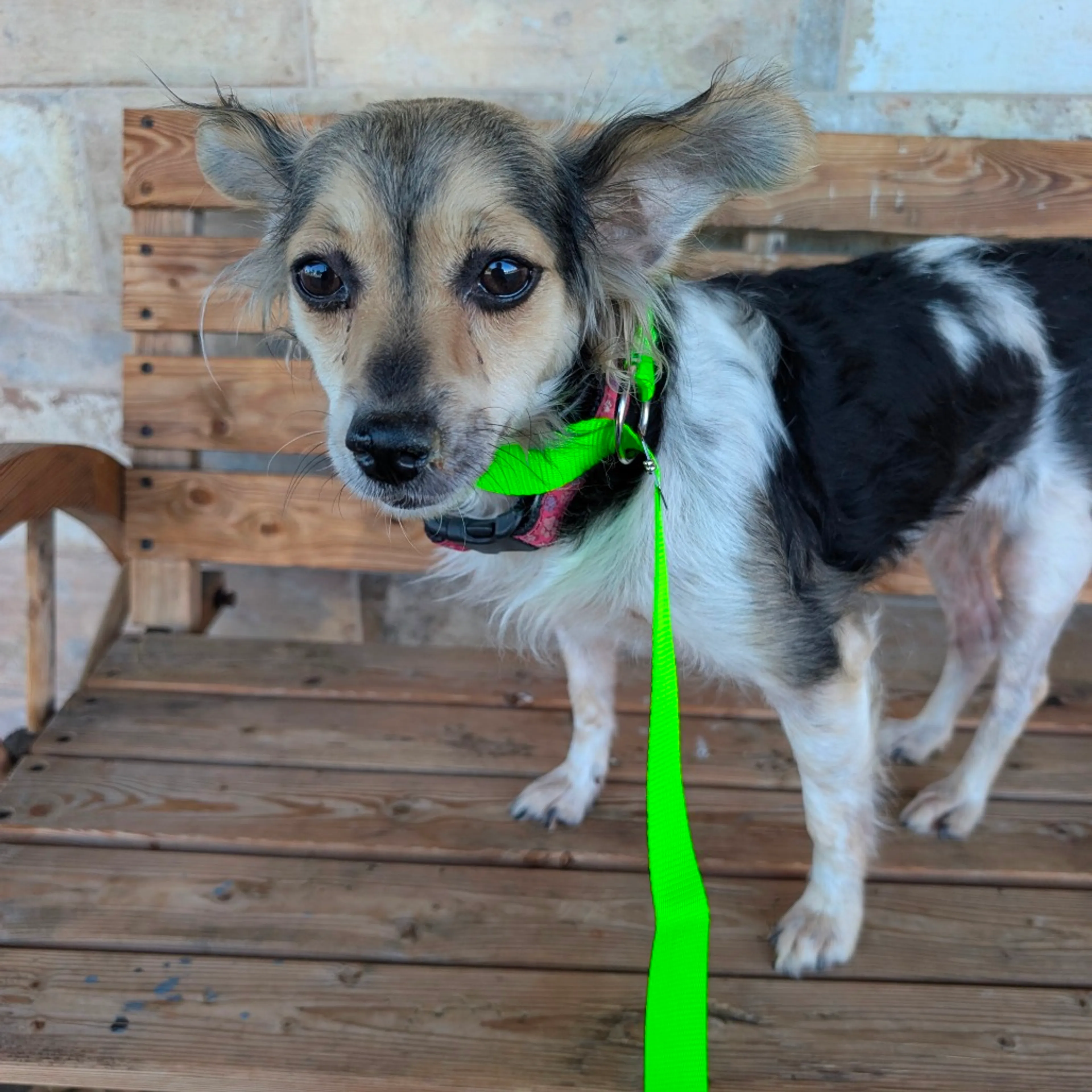 Found pet-2