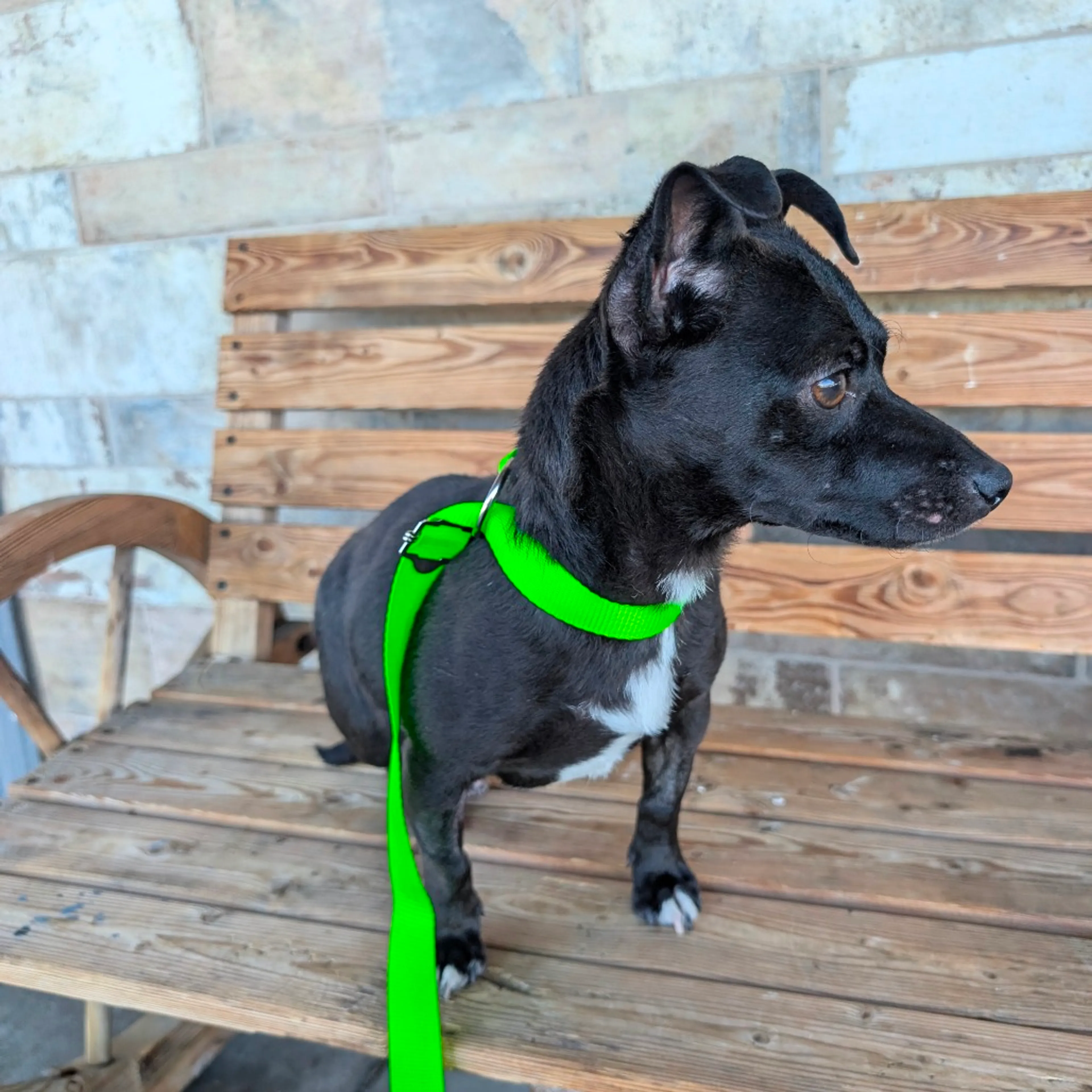 Found pet-4