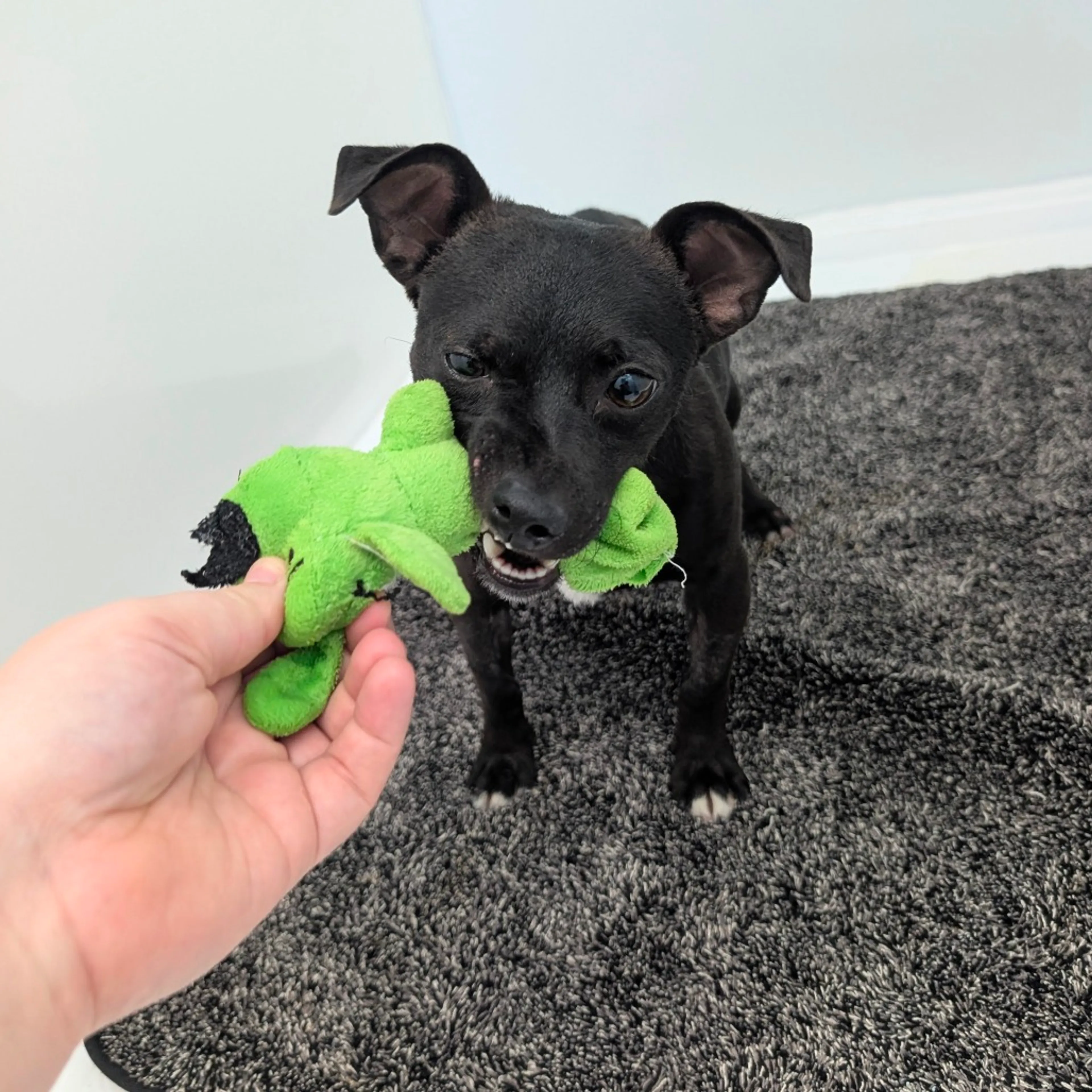 Found pet-2