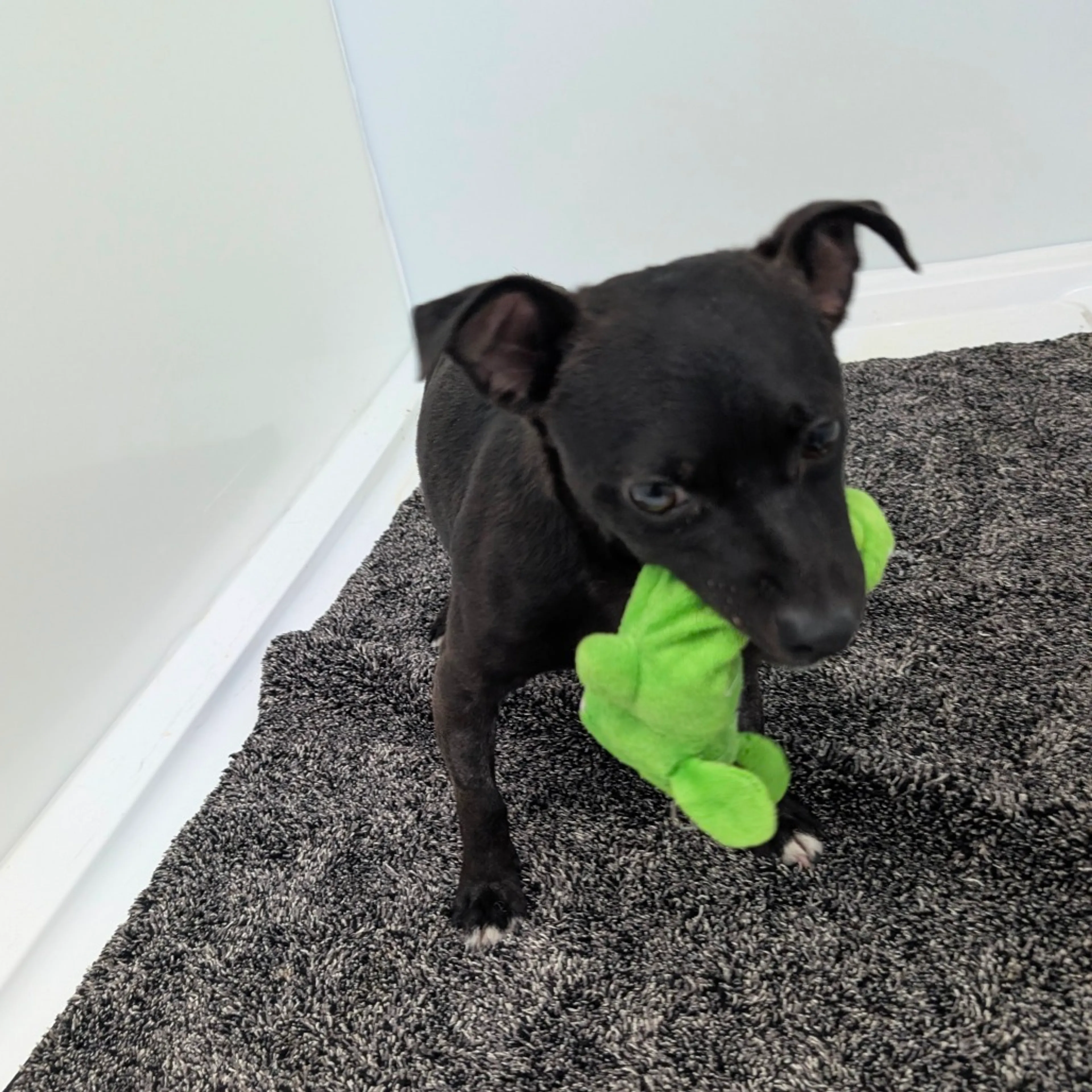 Found pet-3