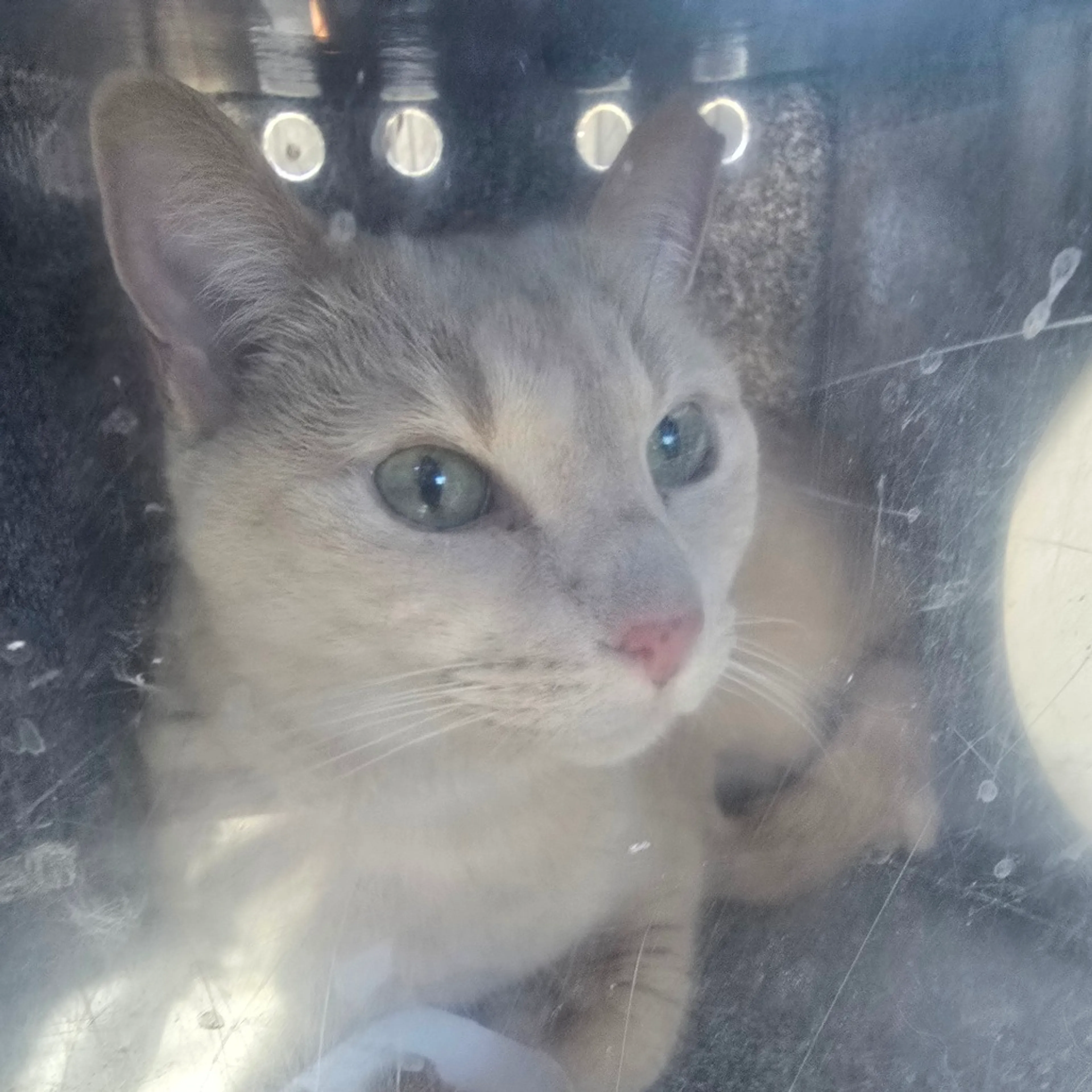 Found pet