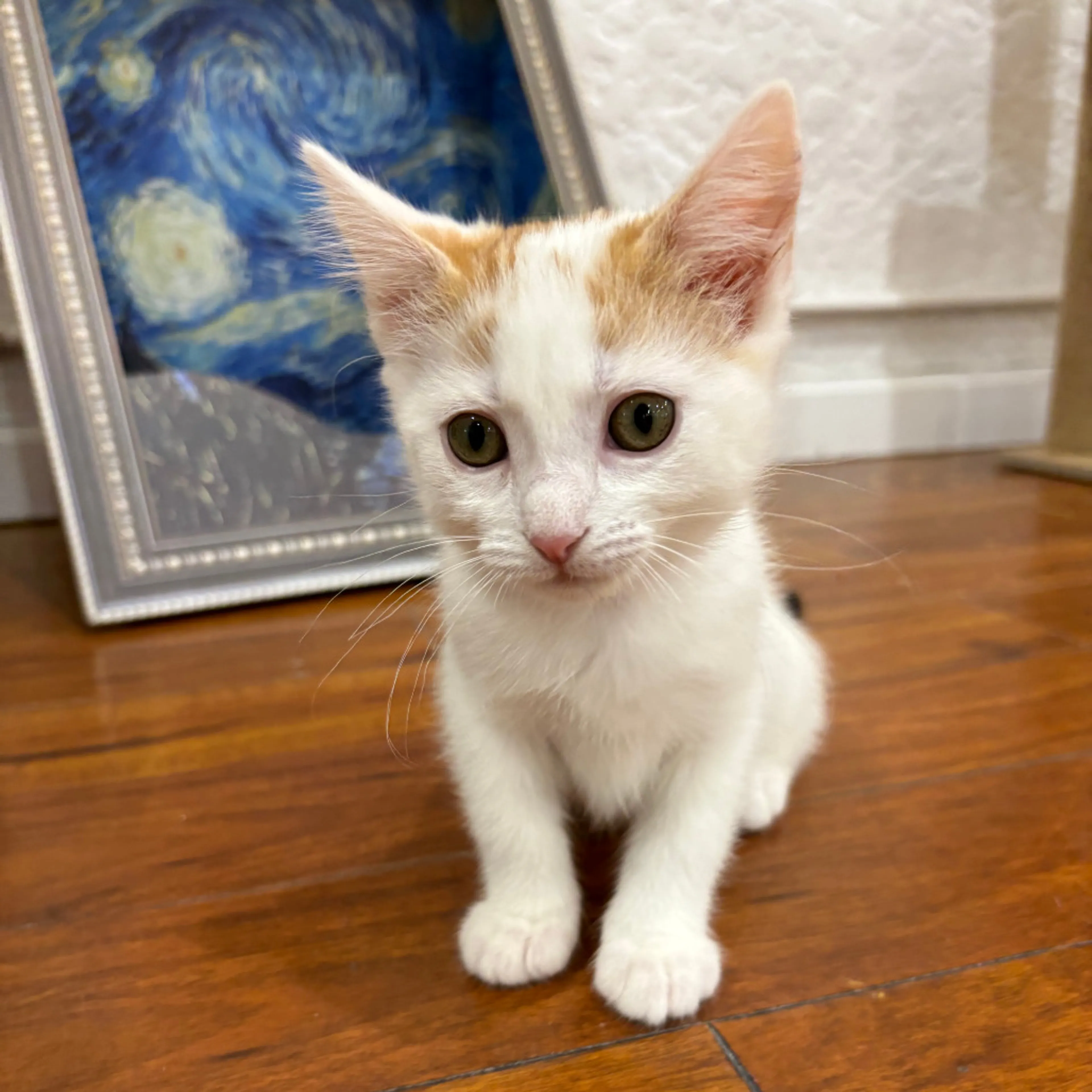 Found pet