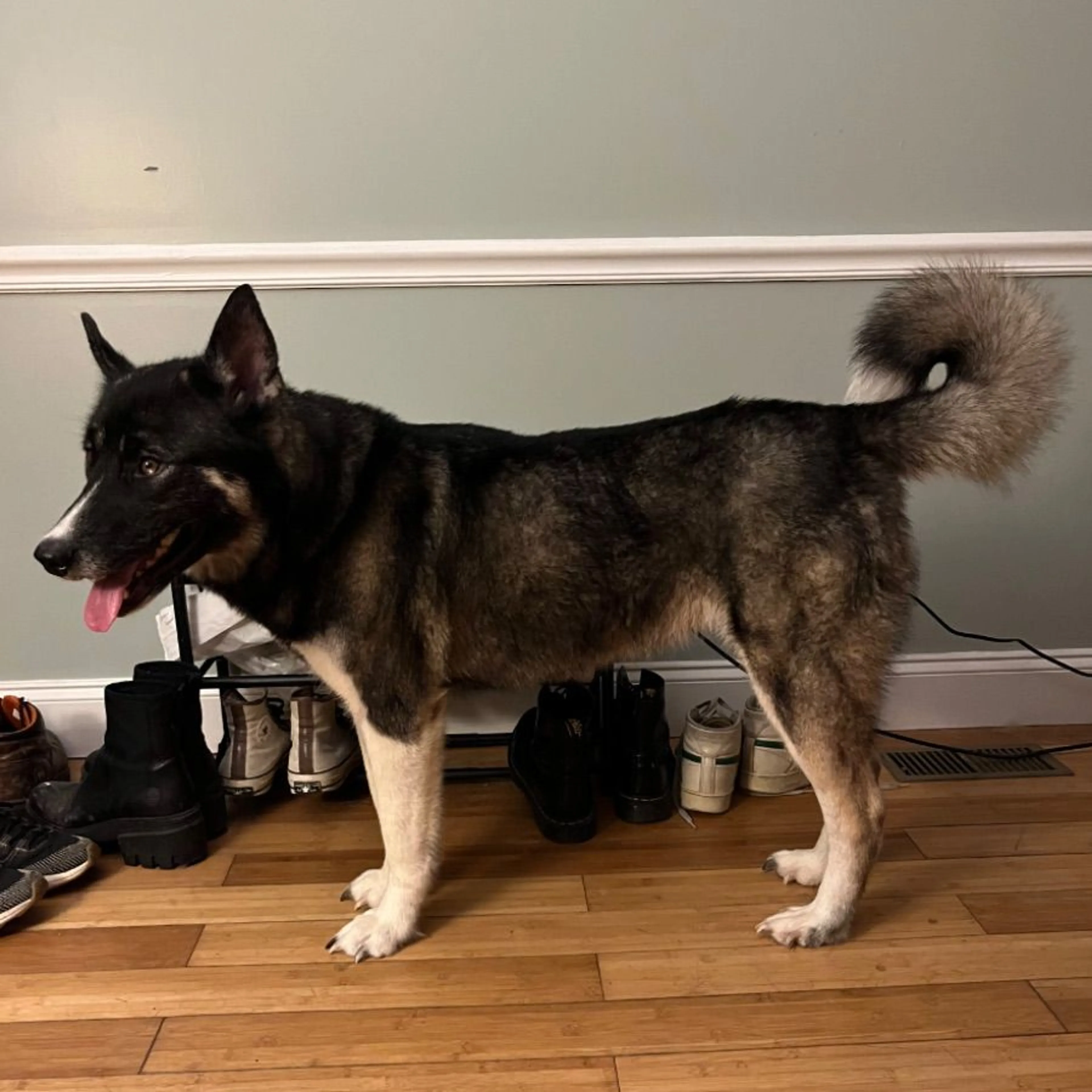 Found pet