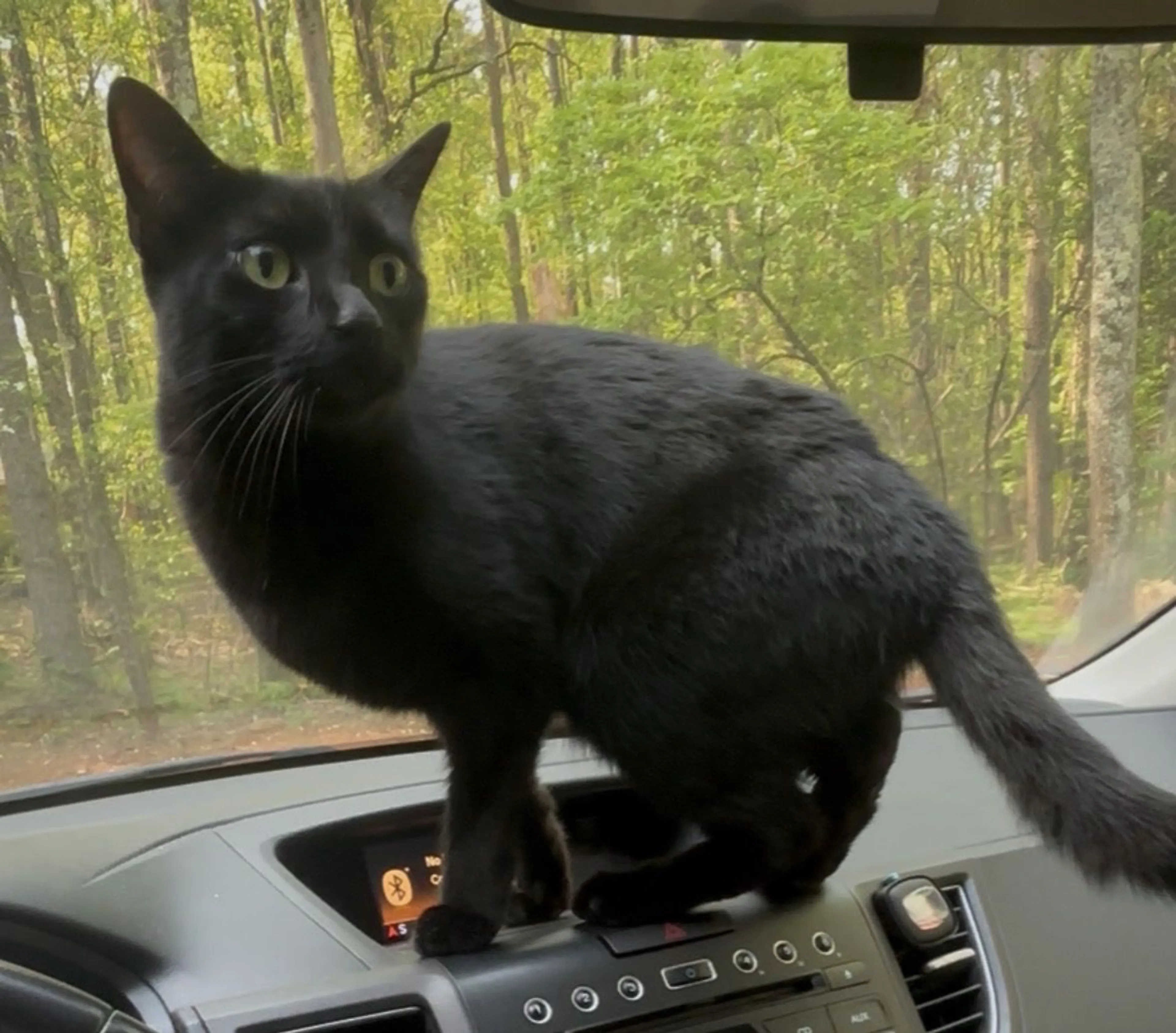 Lost pet-0