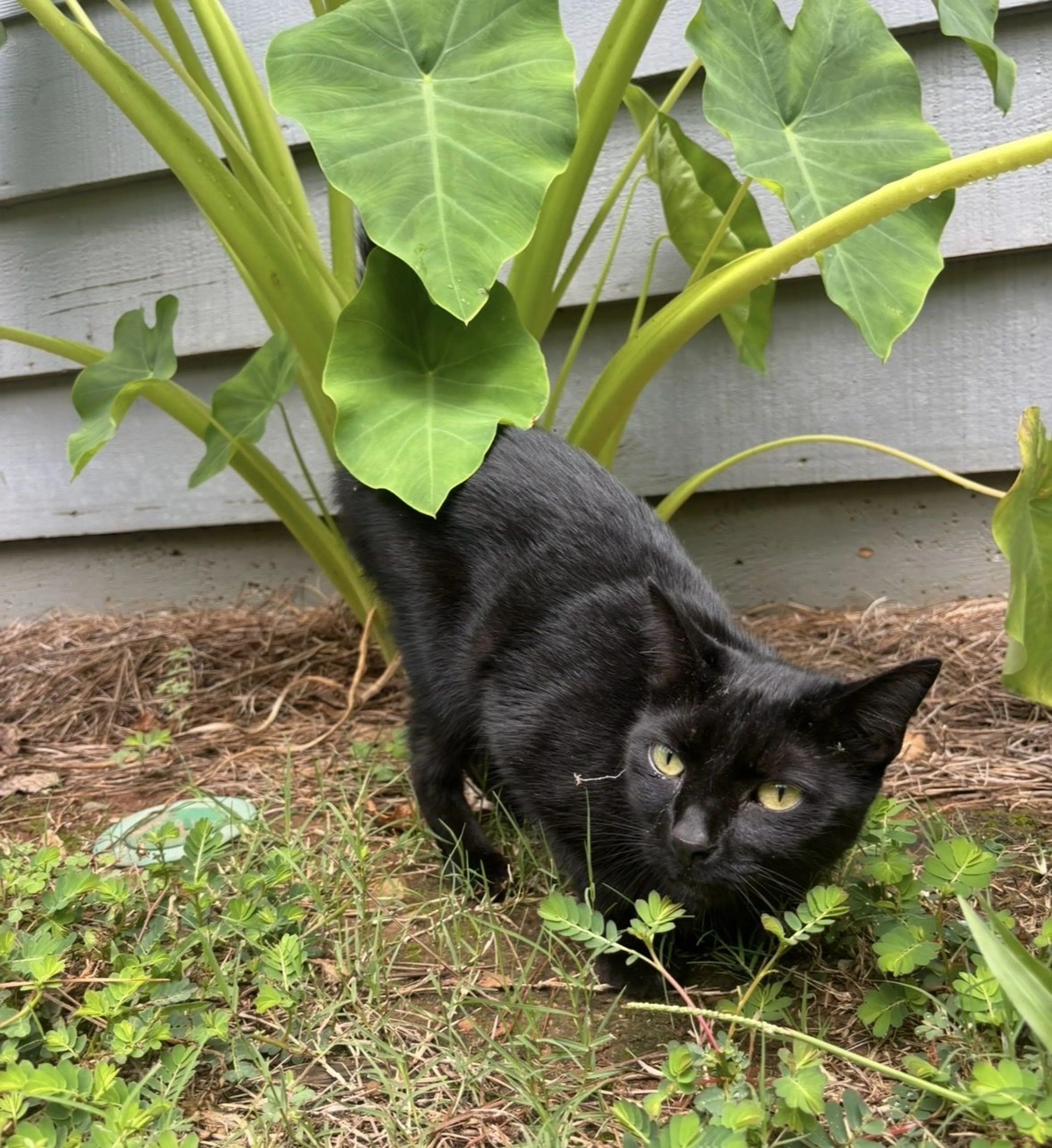 Lost pet-2
