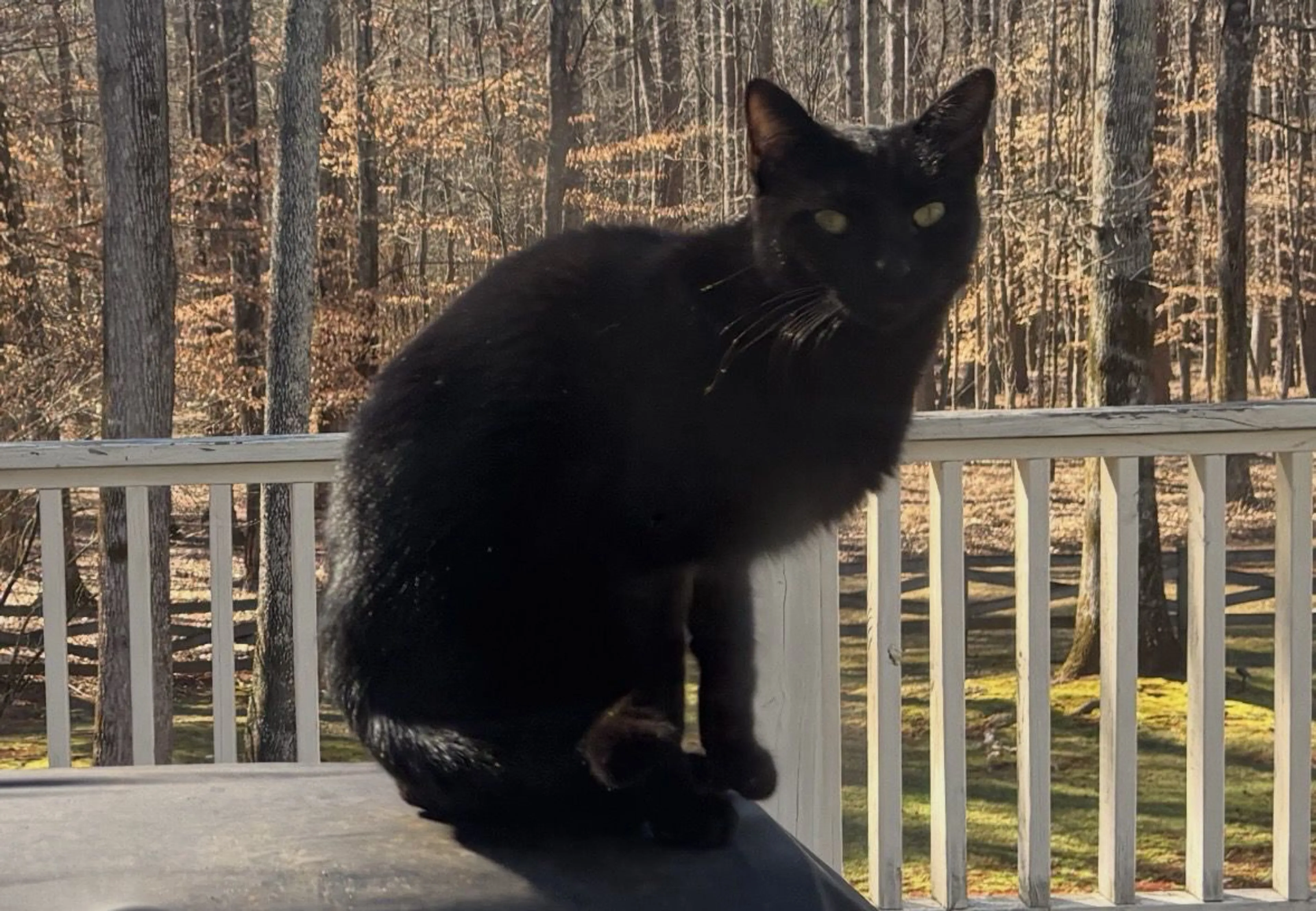 Lost pet-1