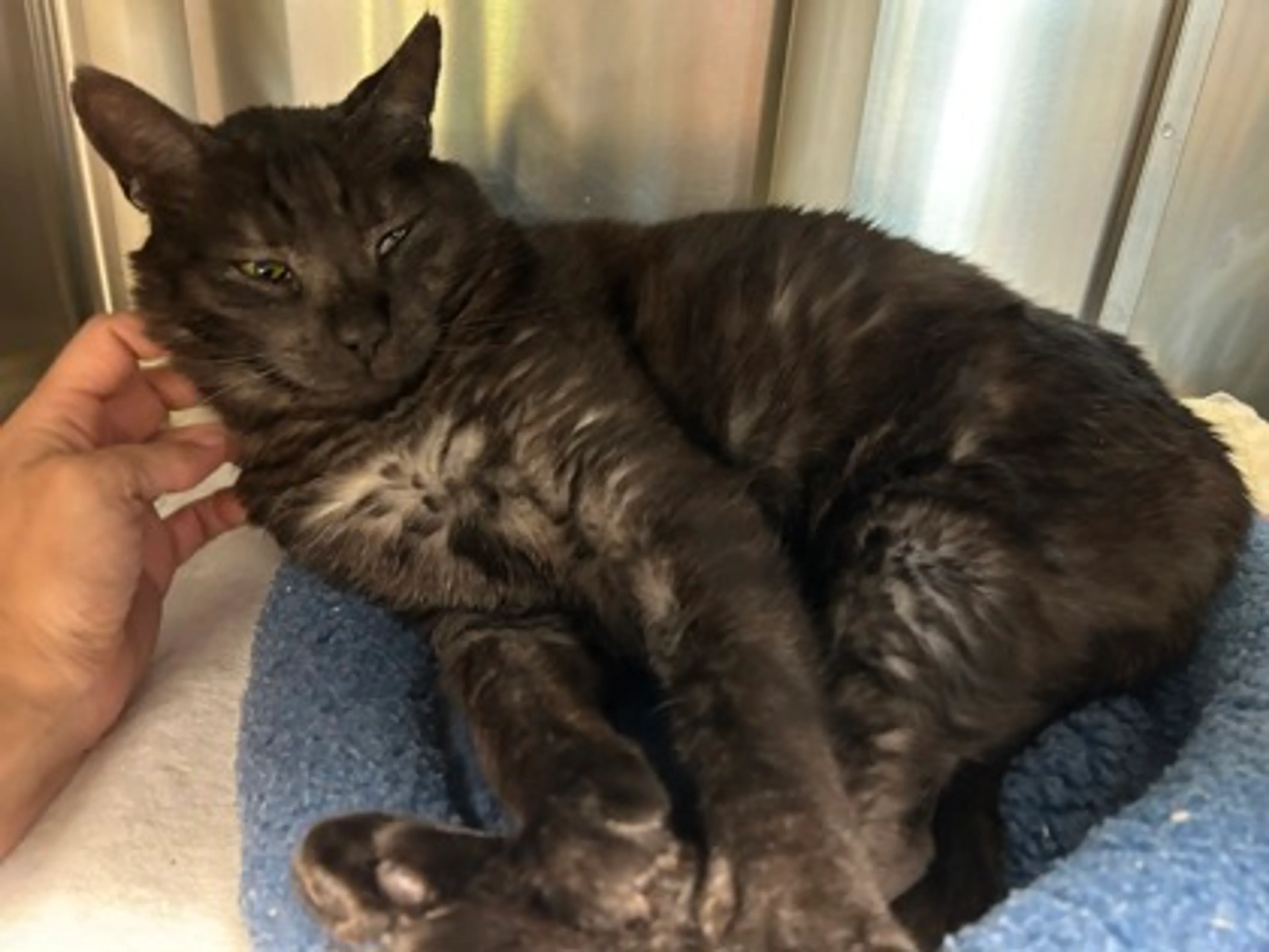 Found pet-1