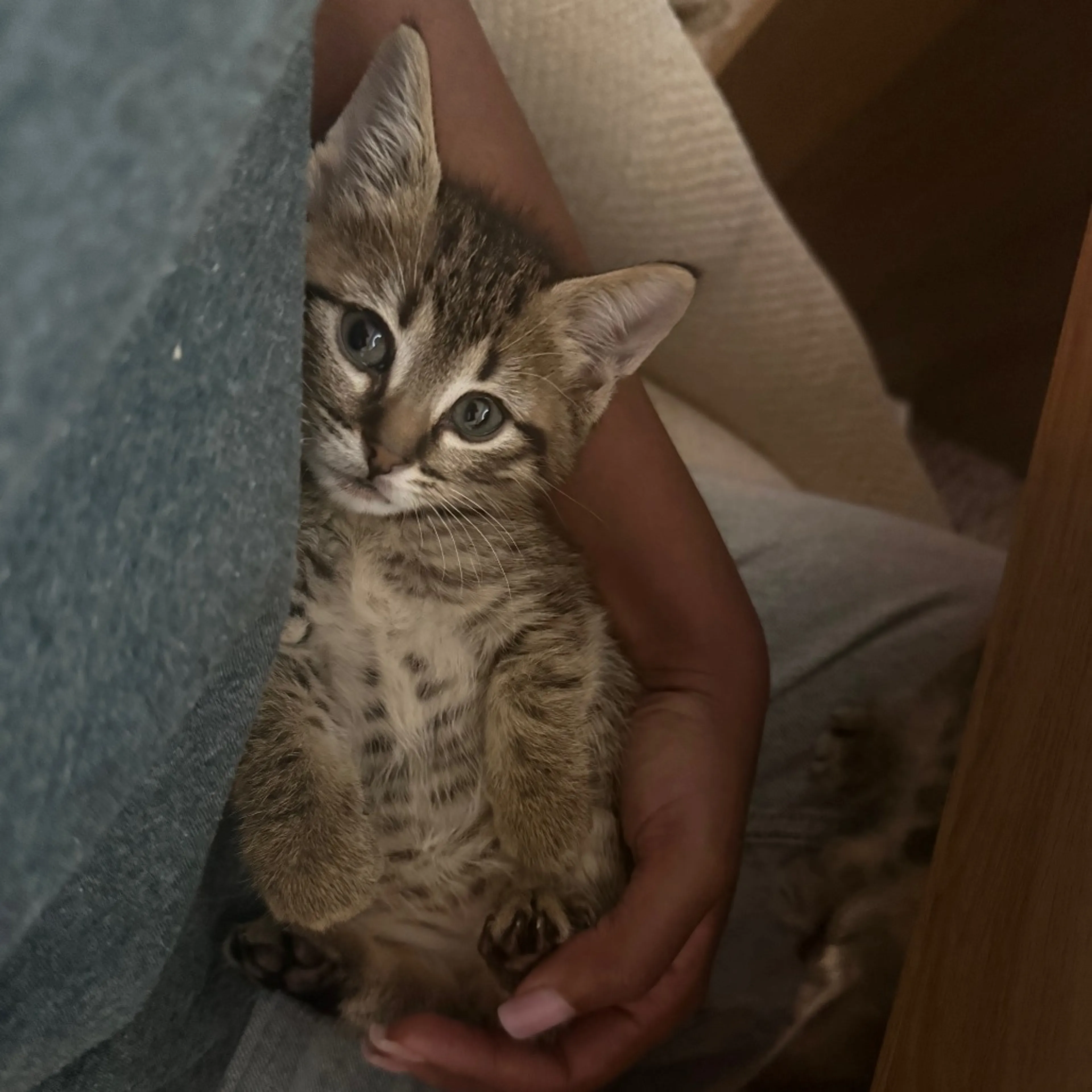 Found pet-0