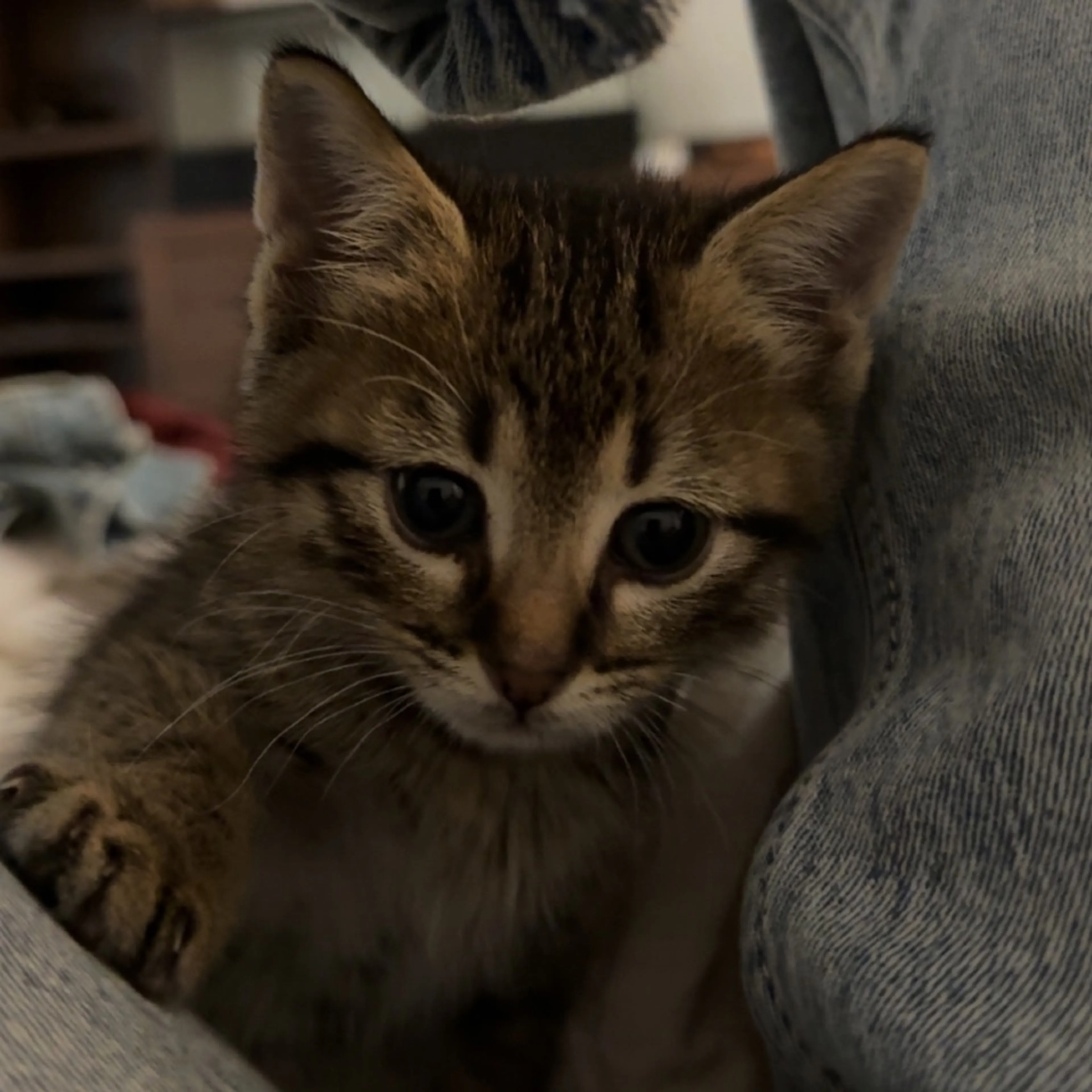 Found pet-3