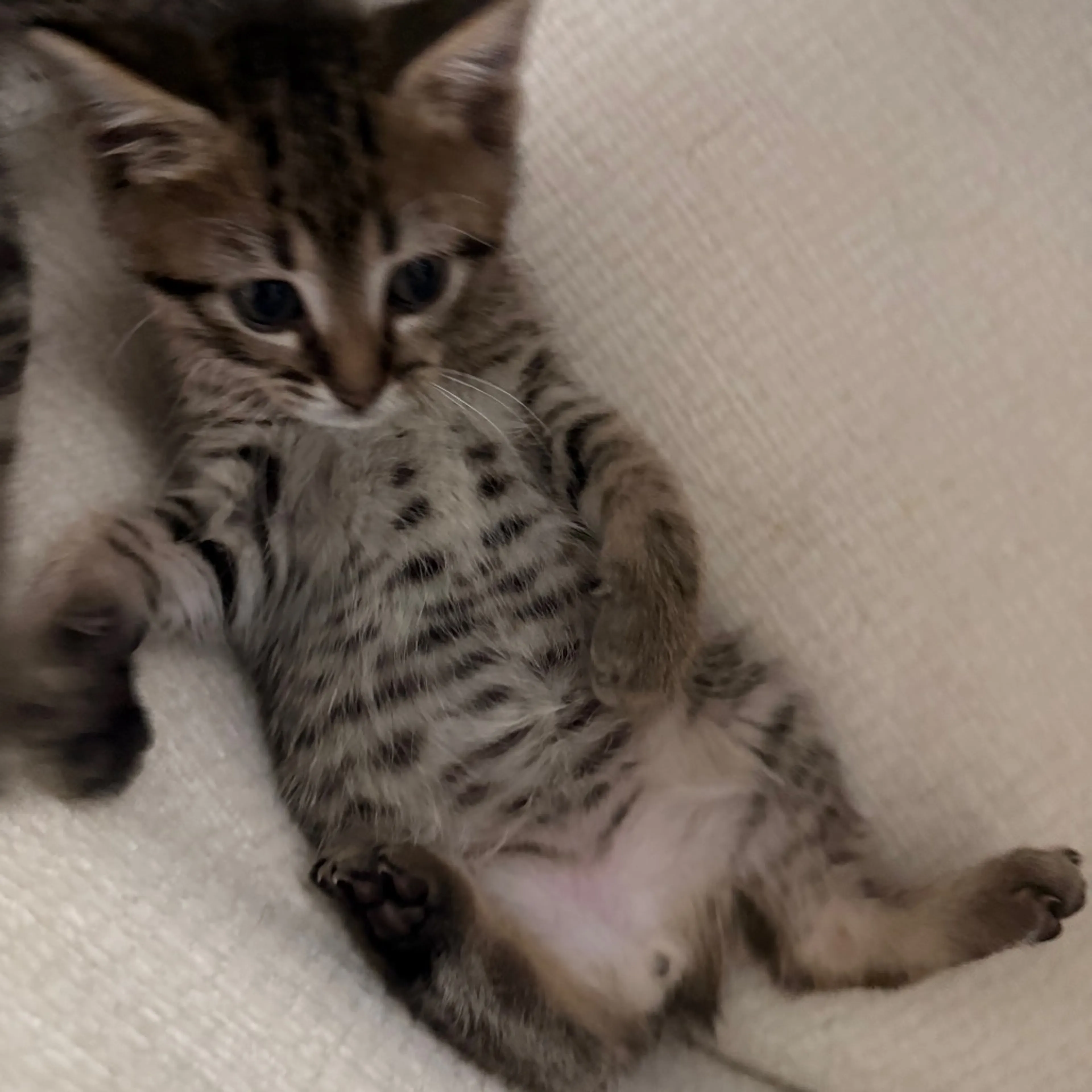 Found pet-2