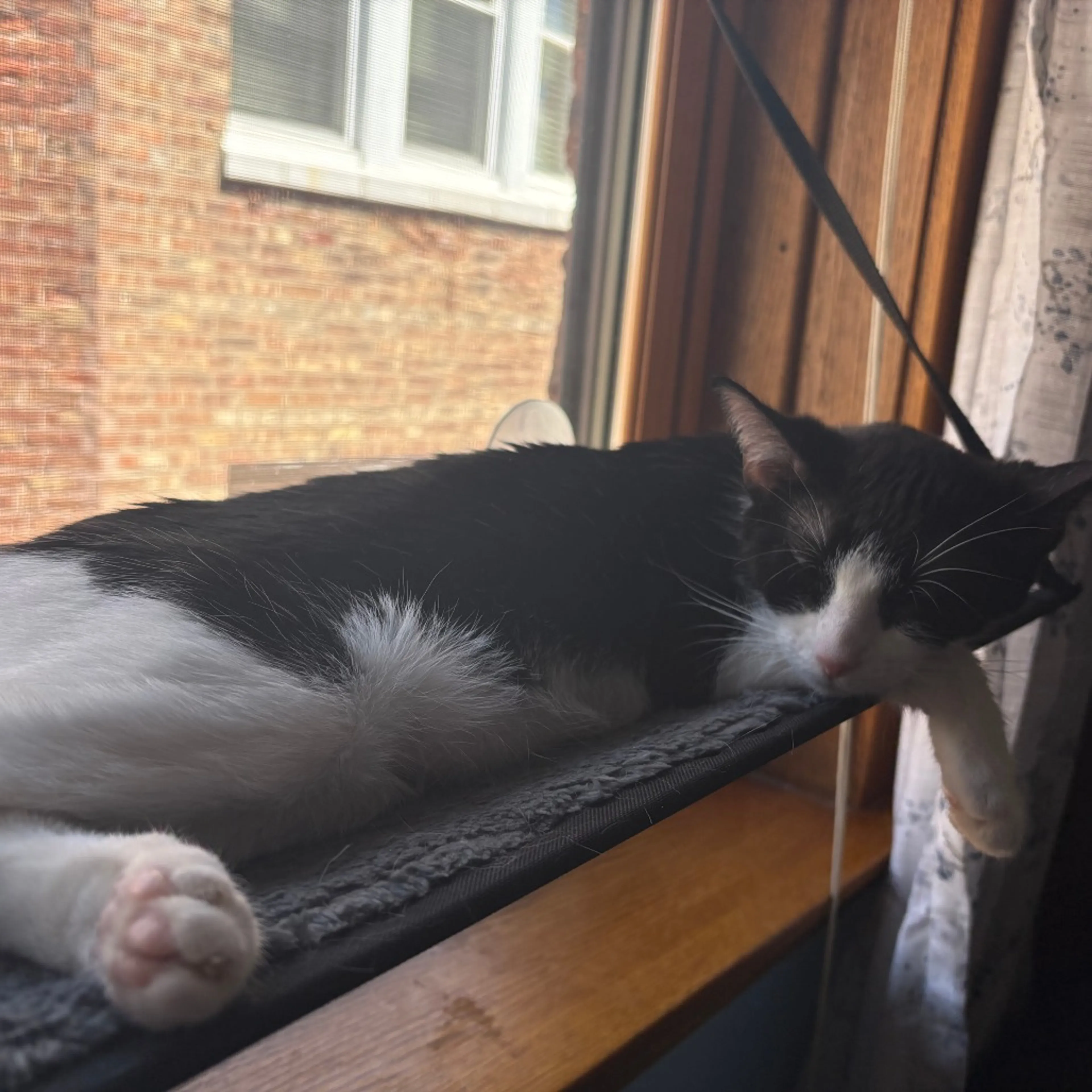 Found pet-3