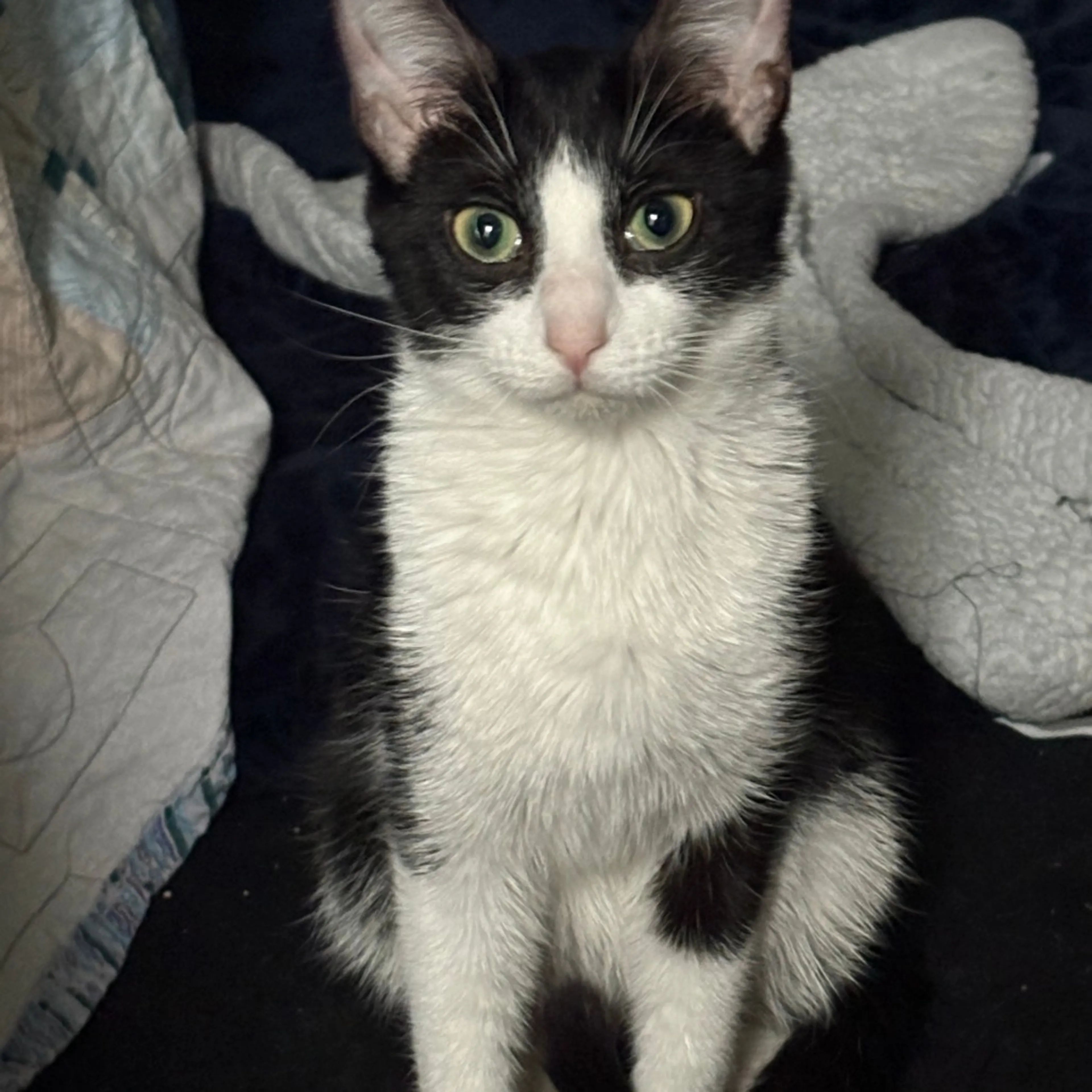 Found pet-2