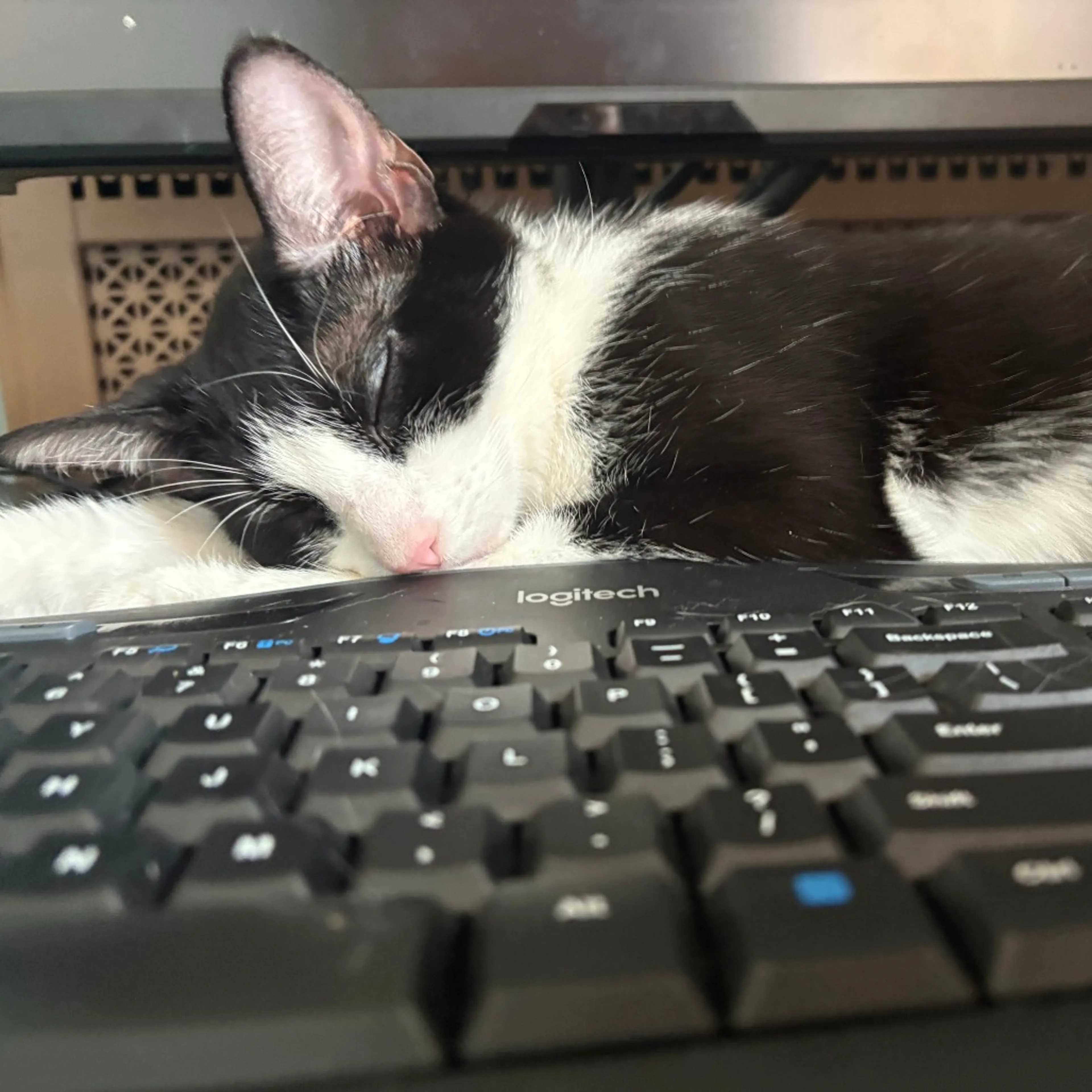 Found pet-5