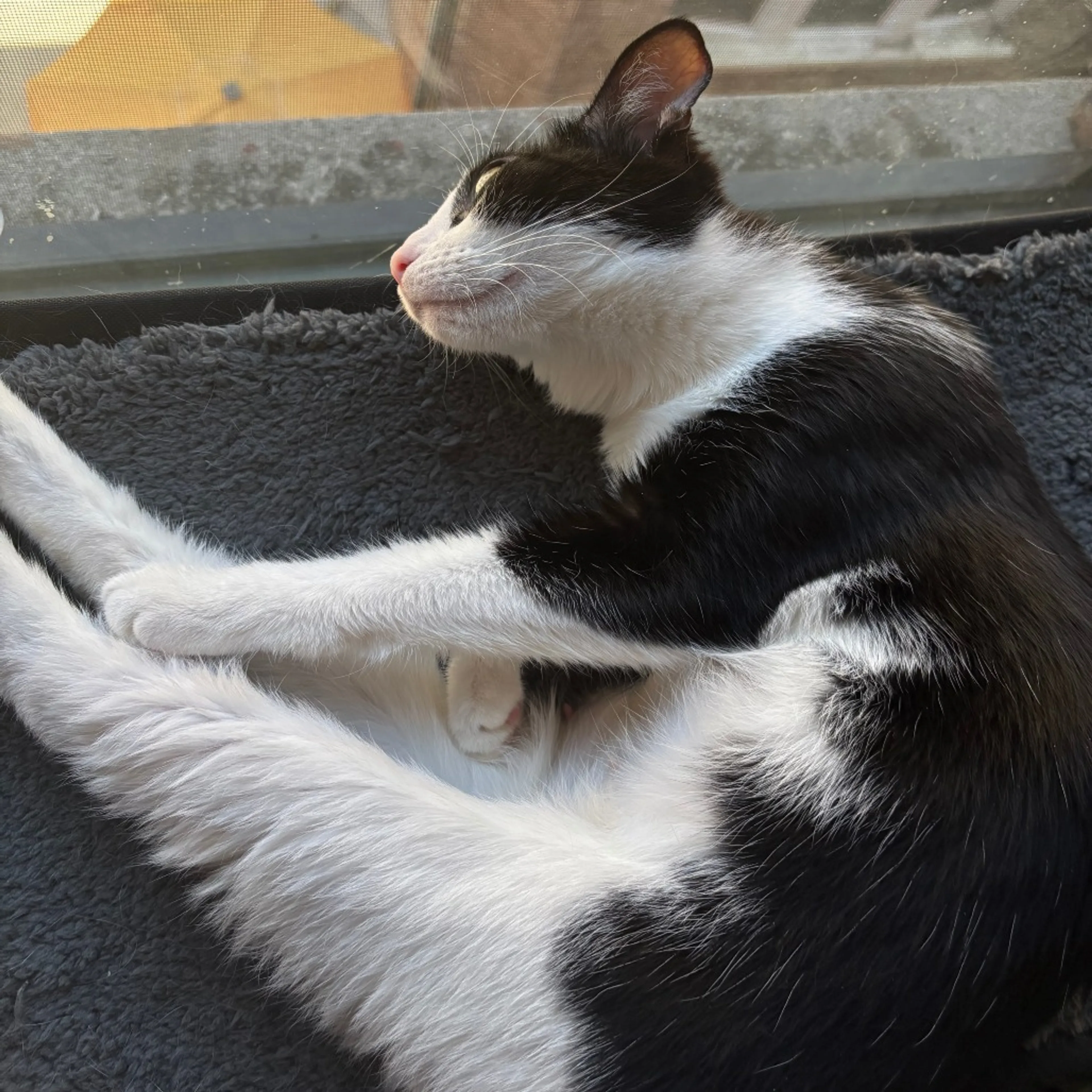 Found pet-0
