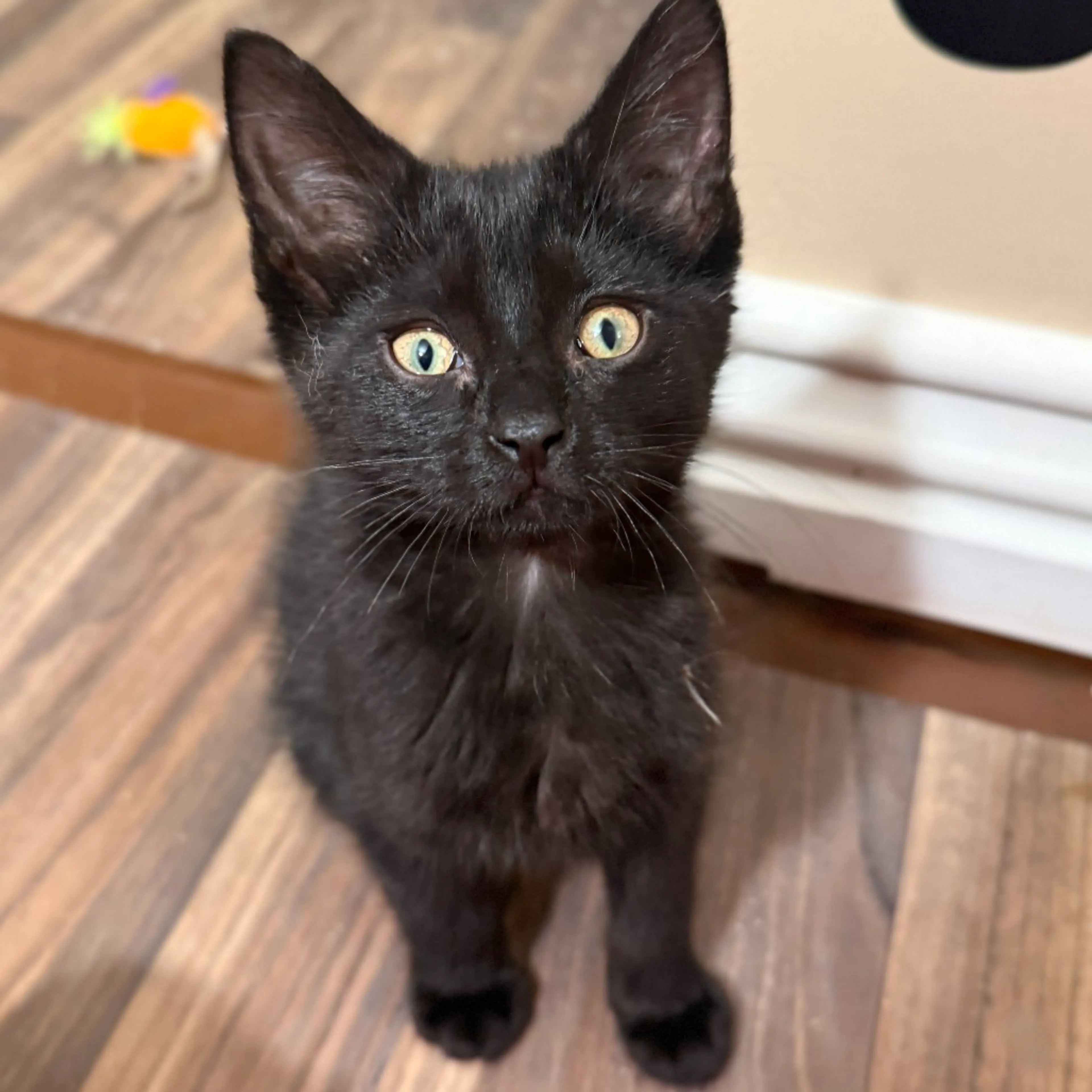 Found pet-2