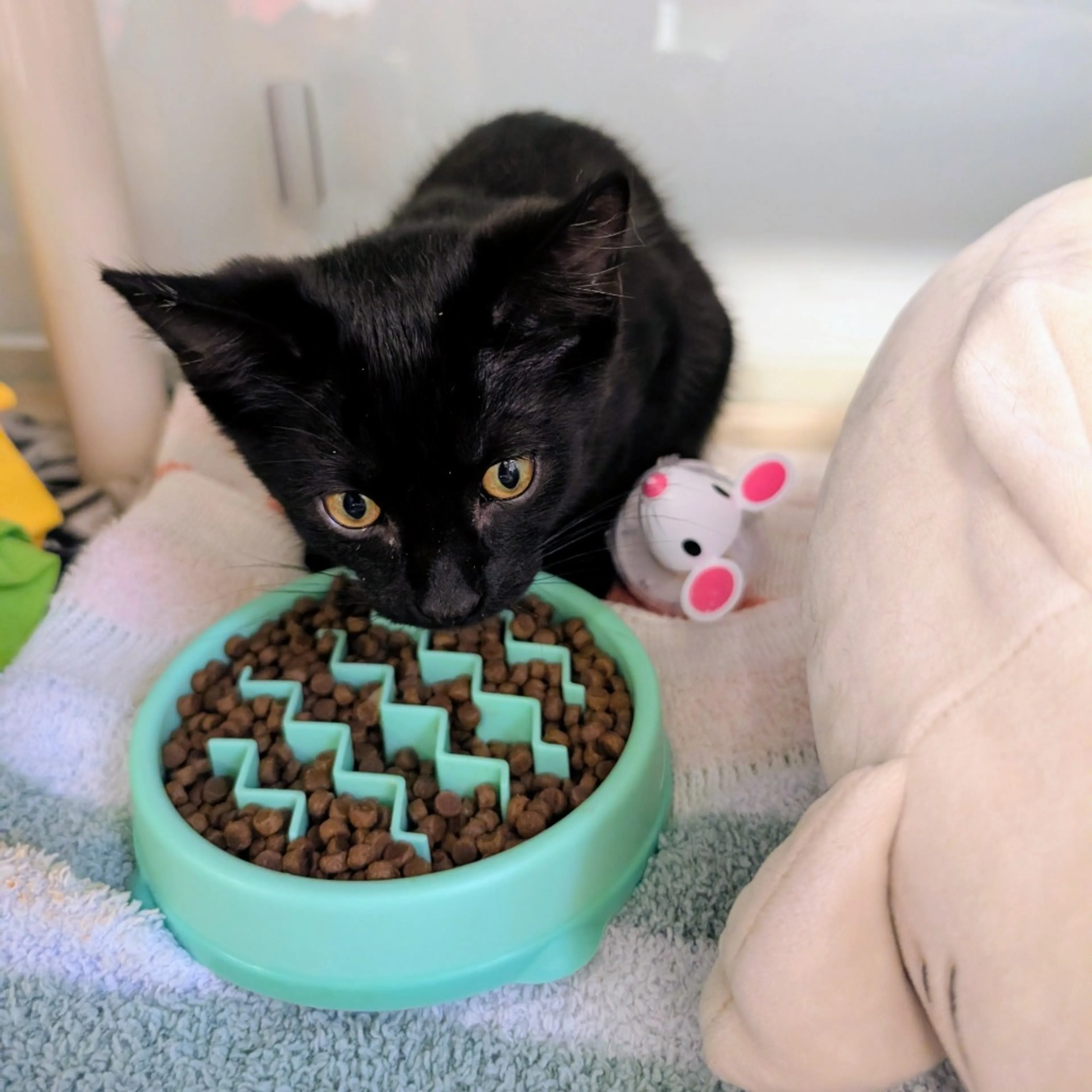 Found pet-3