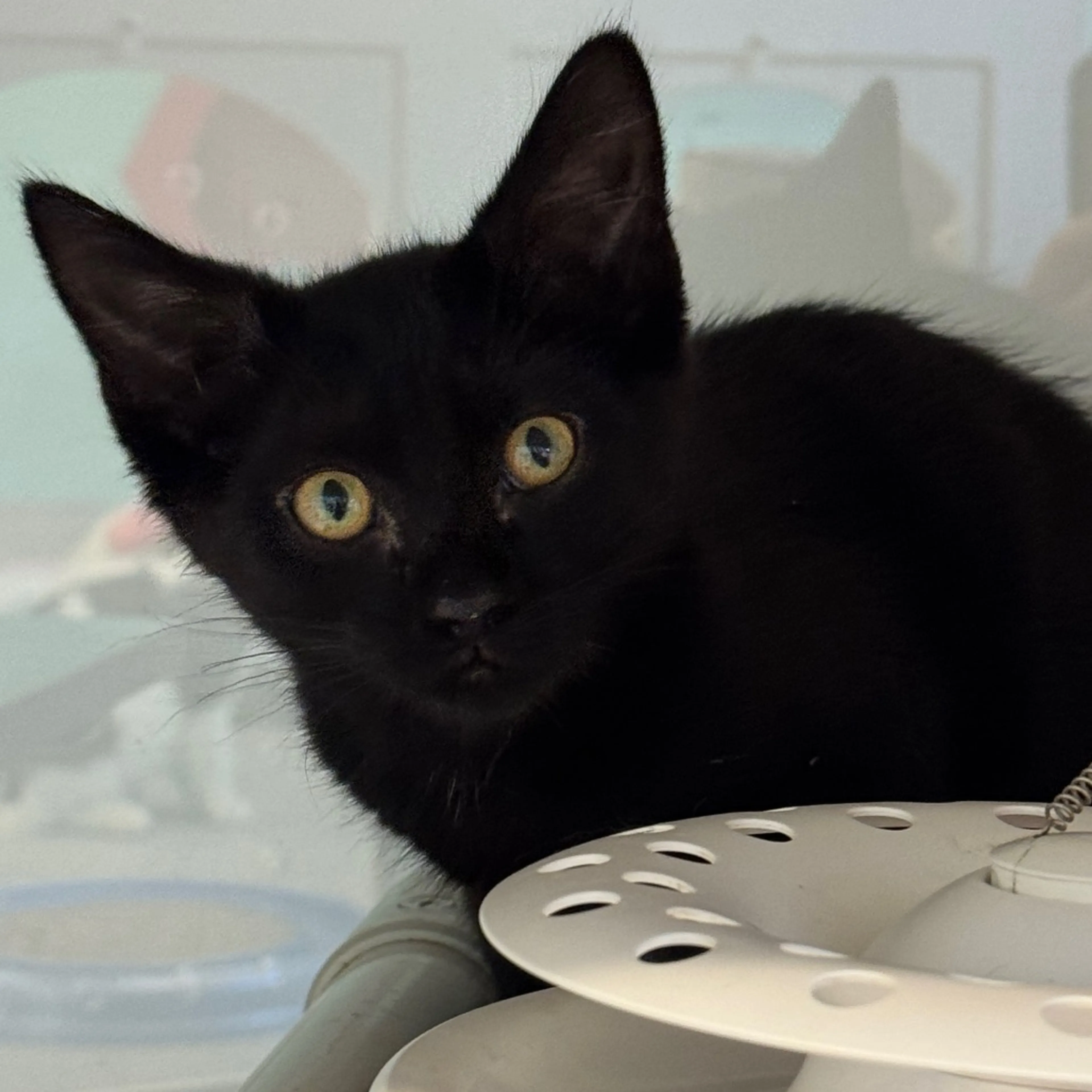 Found pet-3