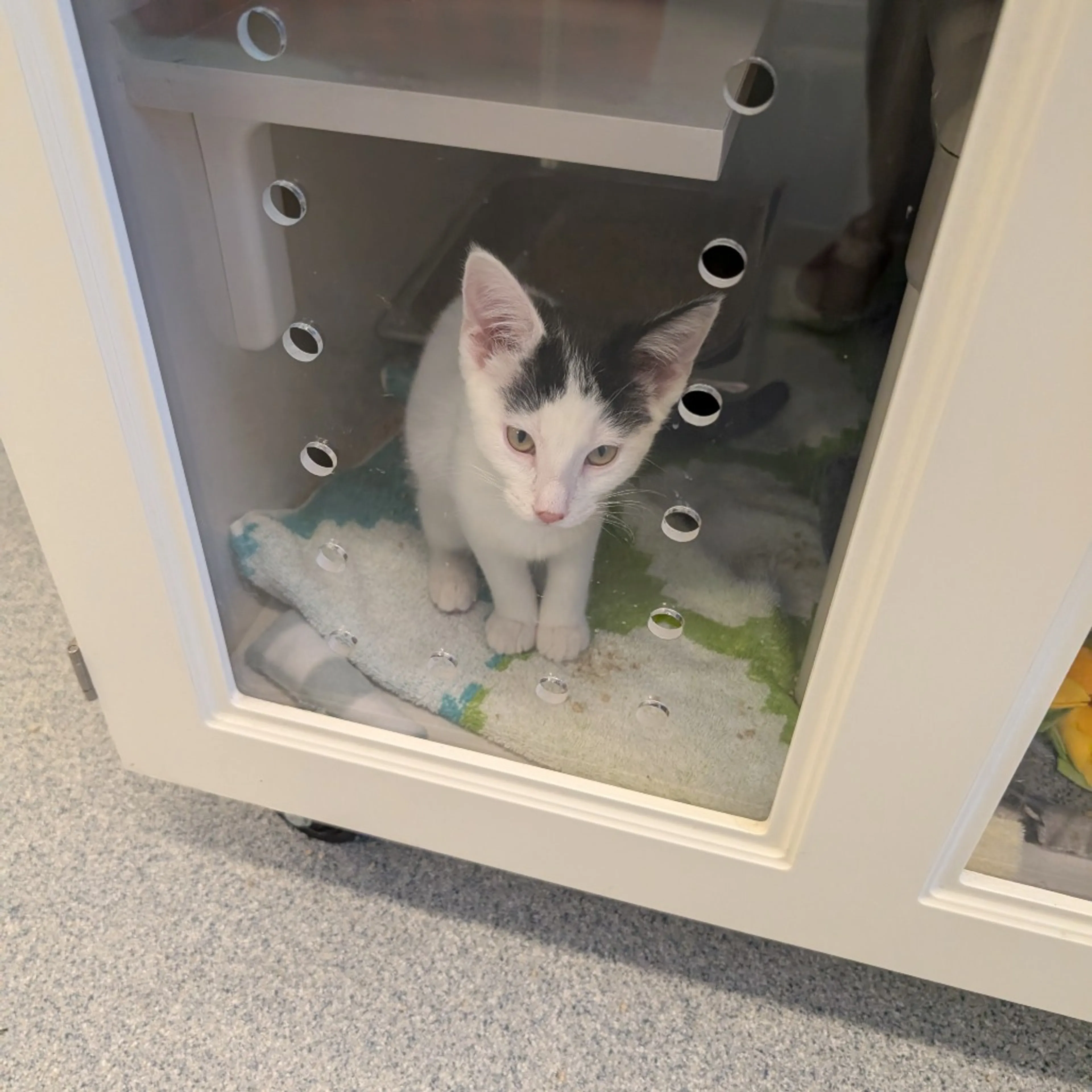 Found pet-4