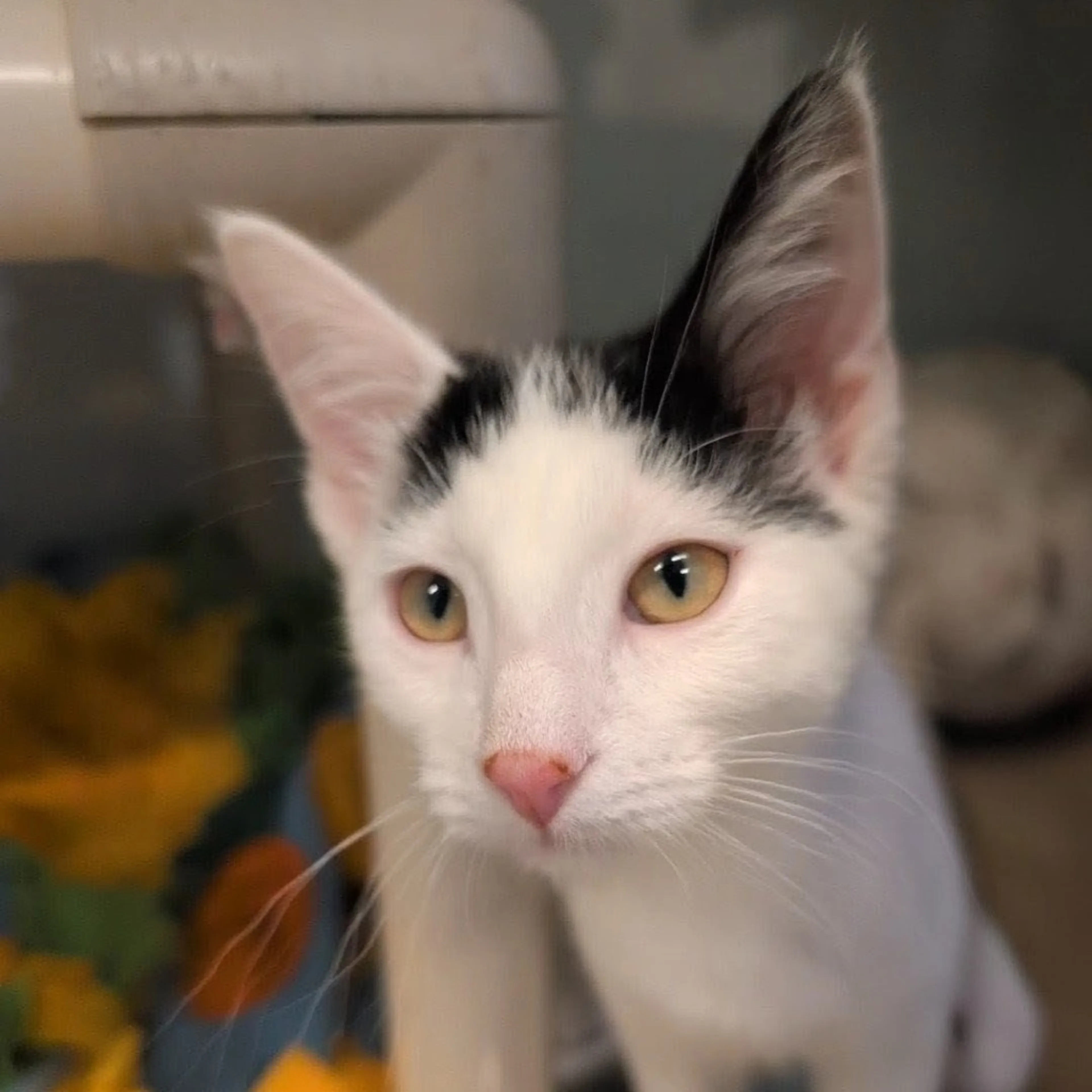 Found pet-5