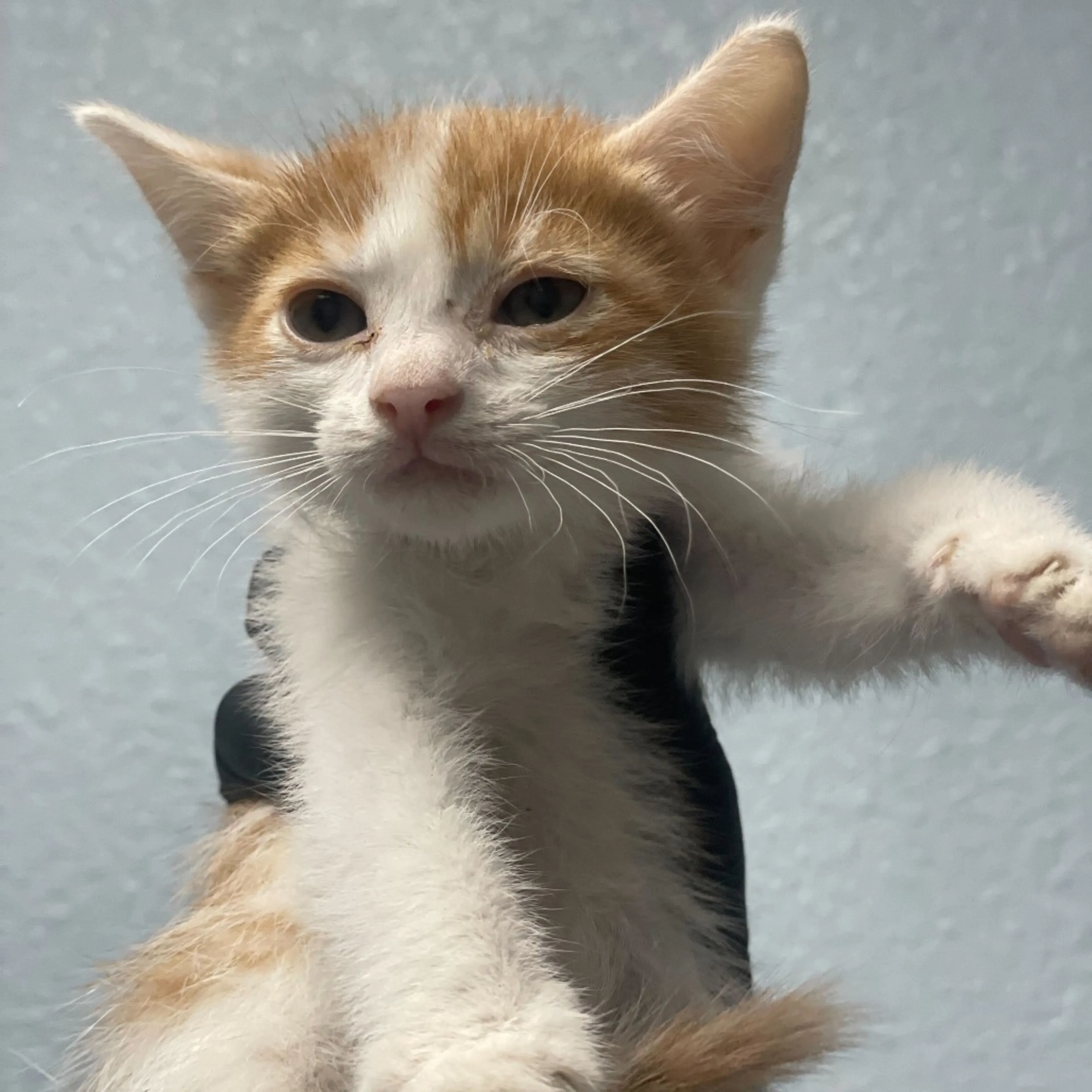 Found pet-1