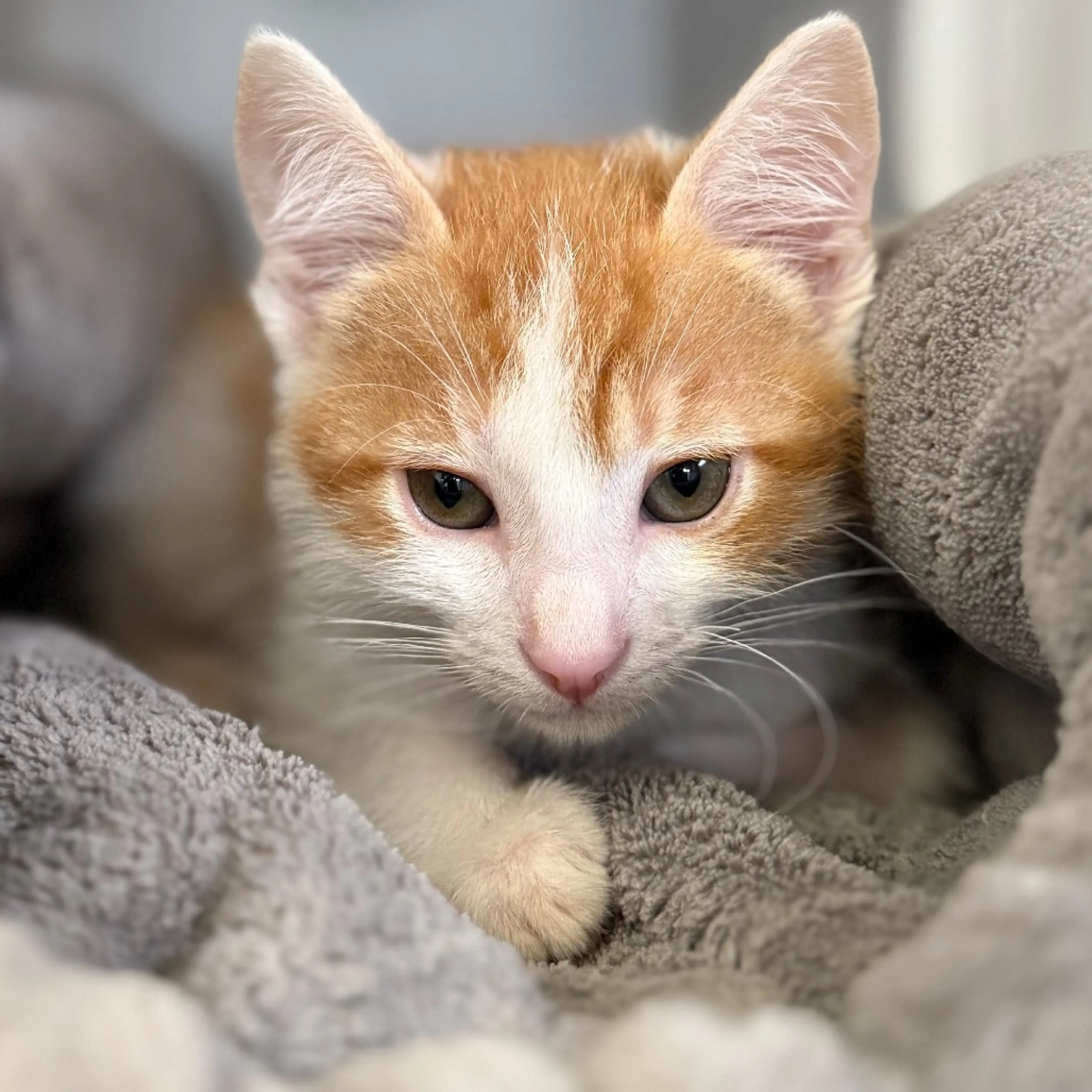 Found pet-4