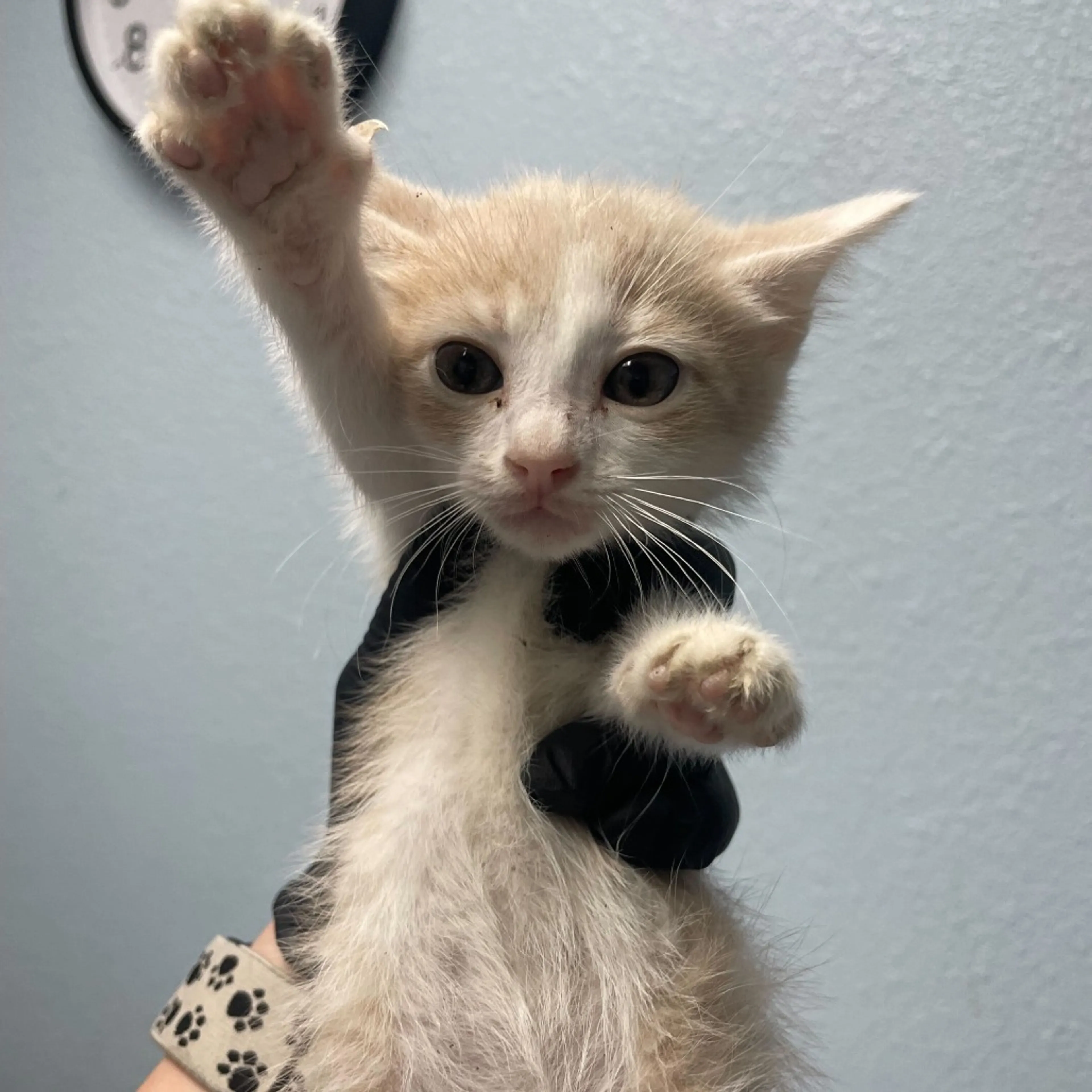 Found pet-1