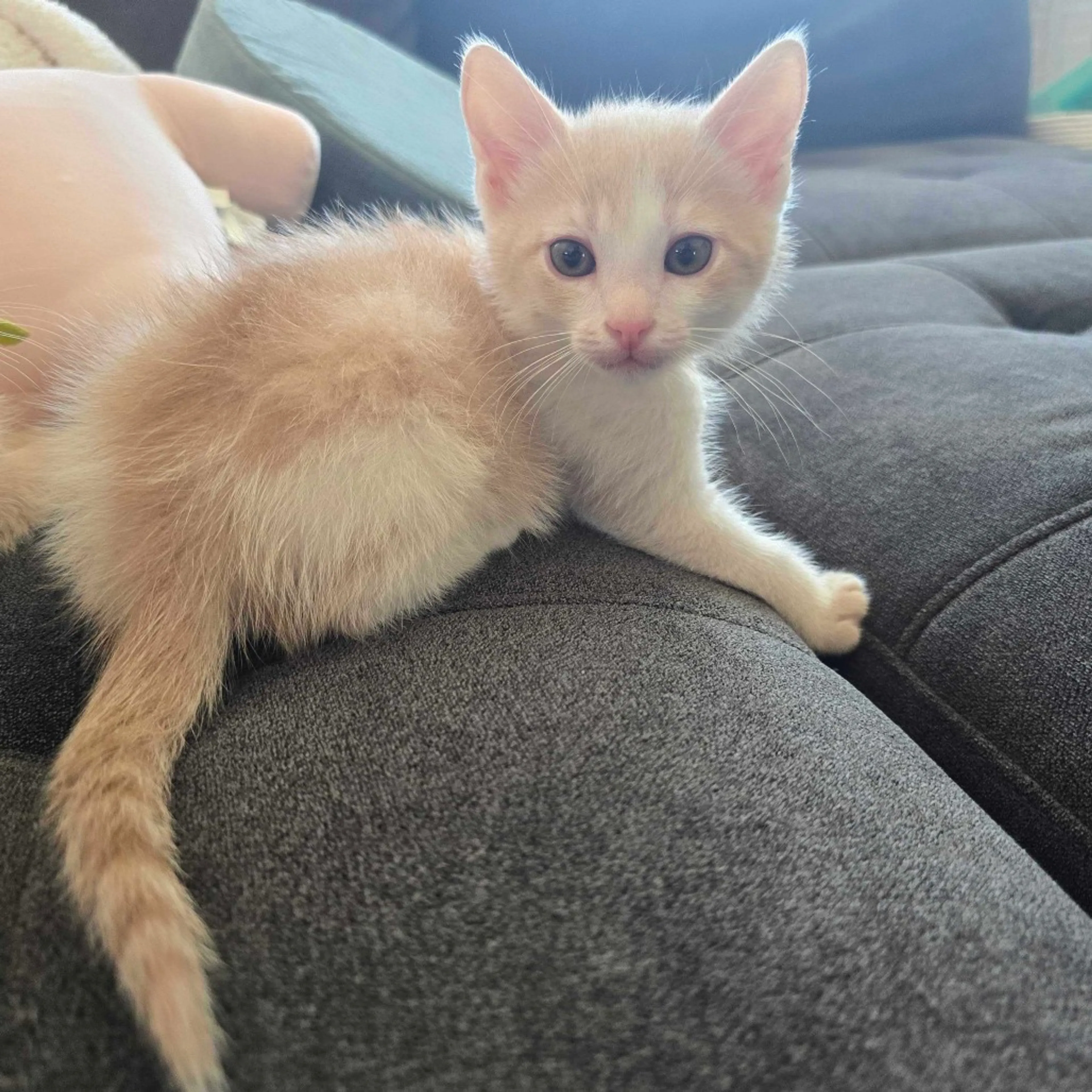 Found pet-6