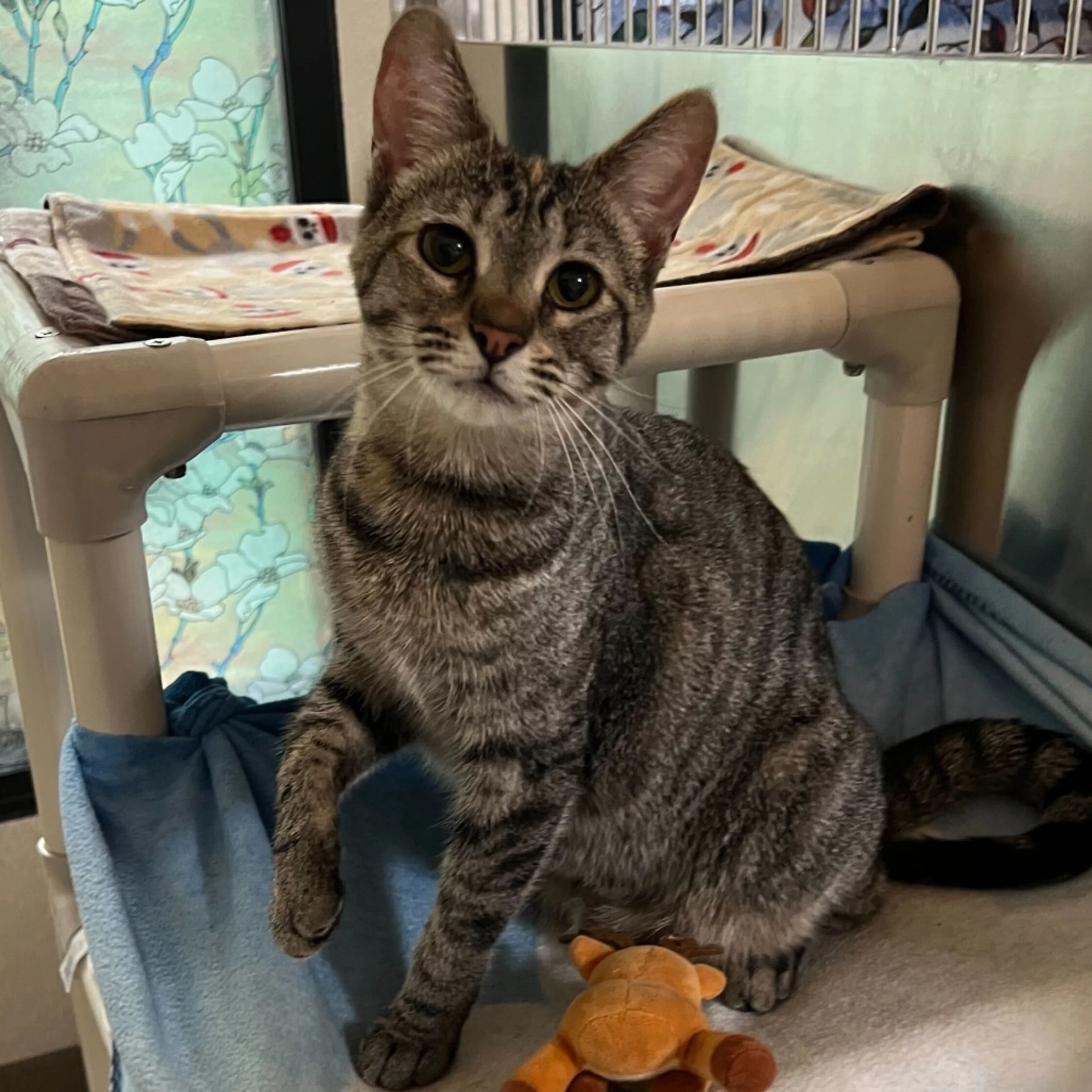 Found pet-0
