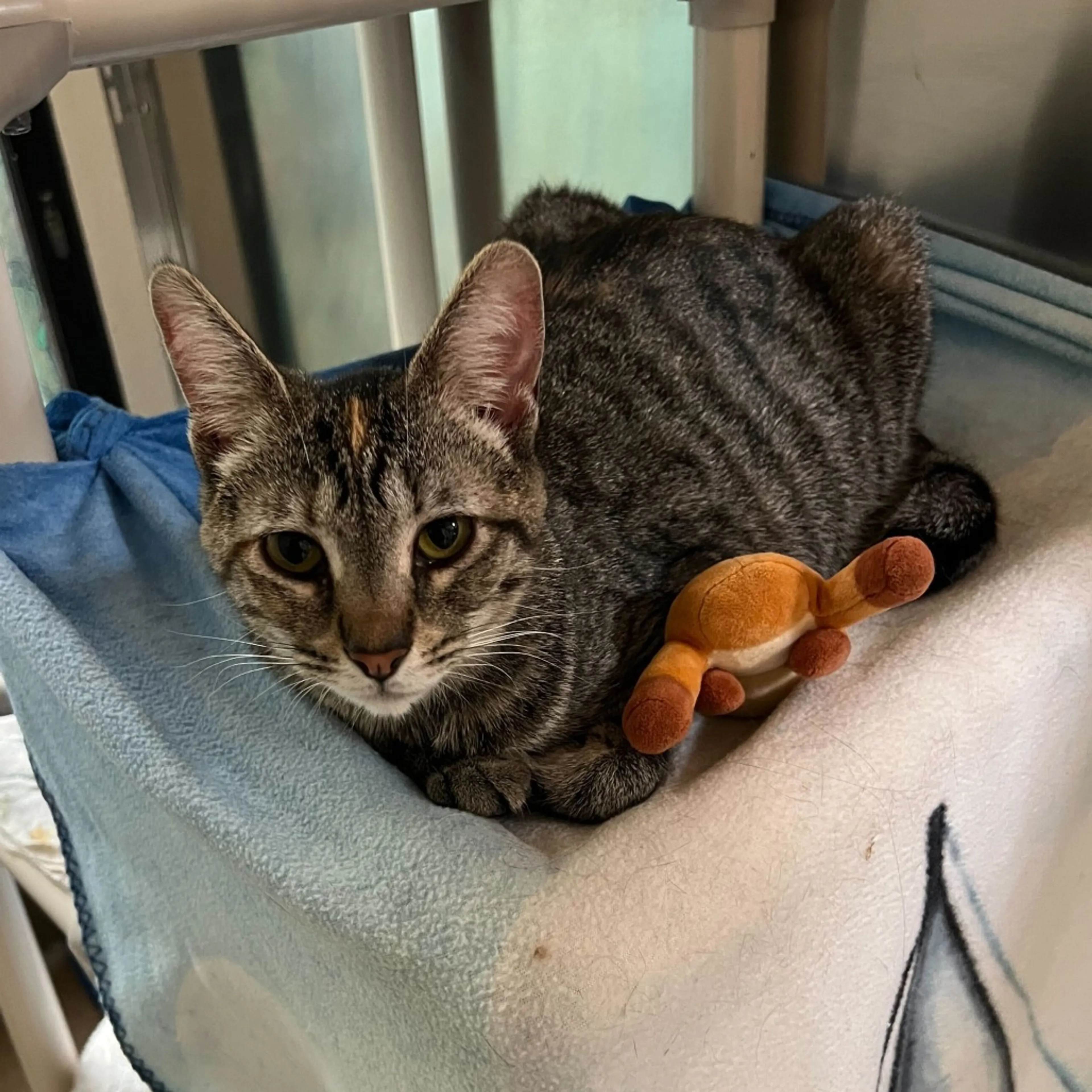 Found pet-1