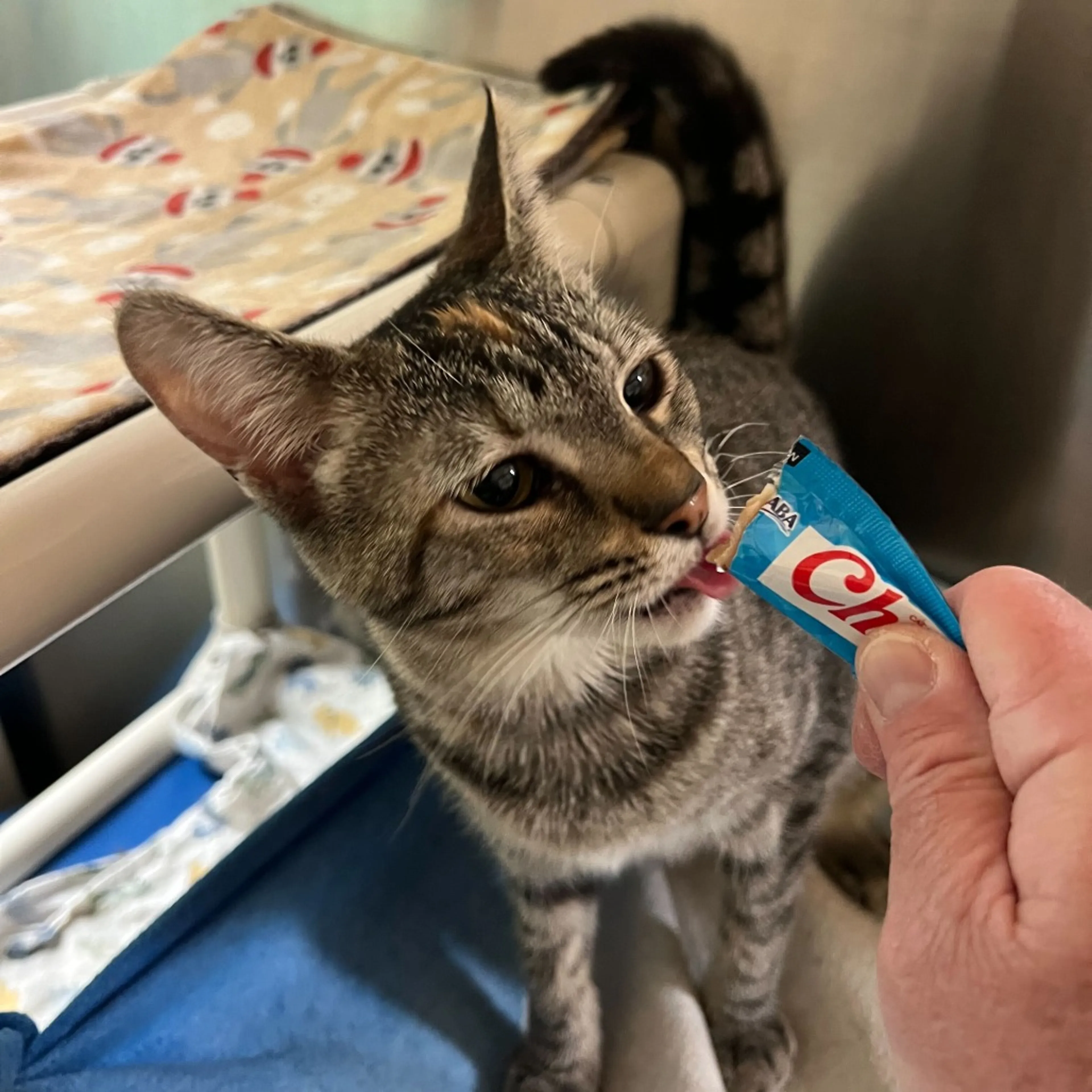 Found pet-2