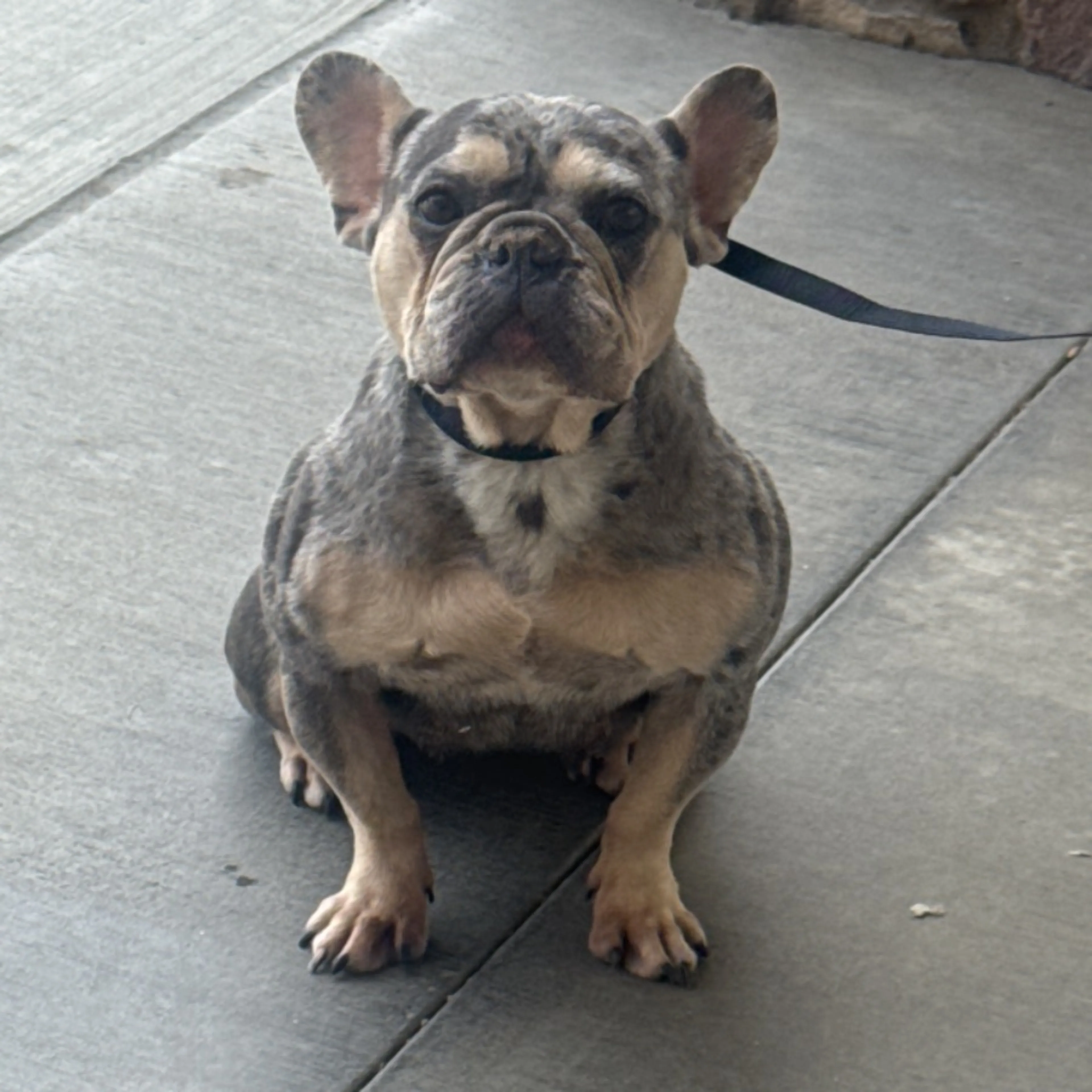 Found pet