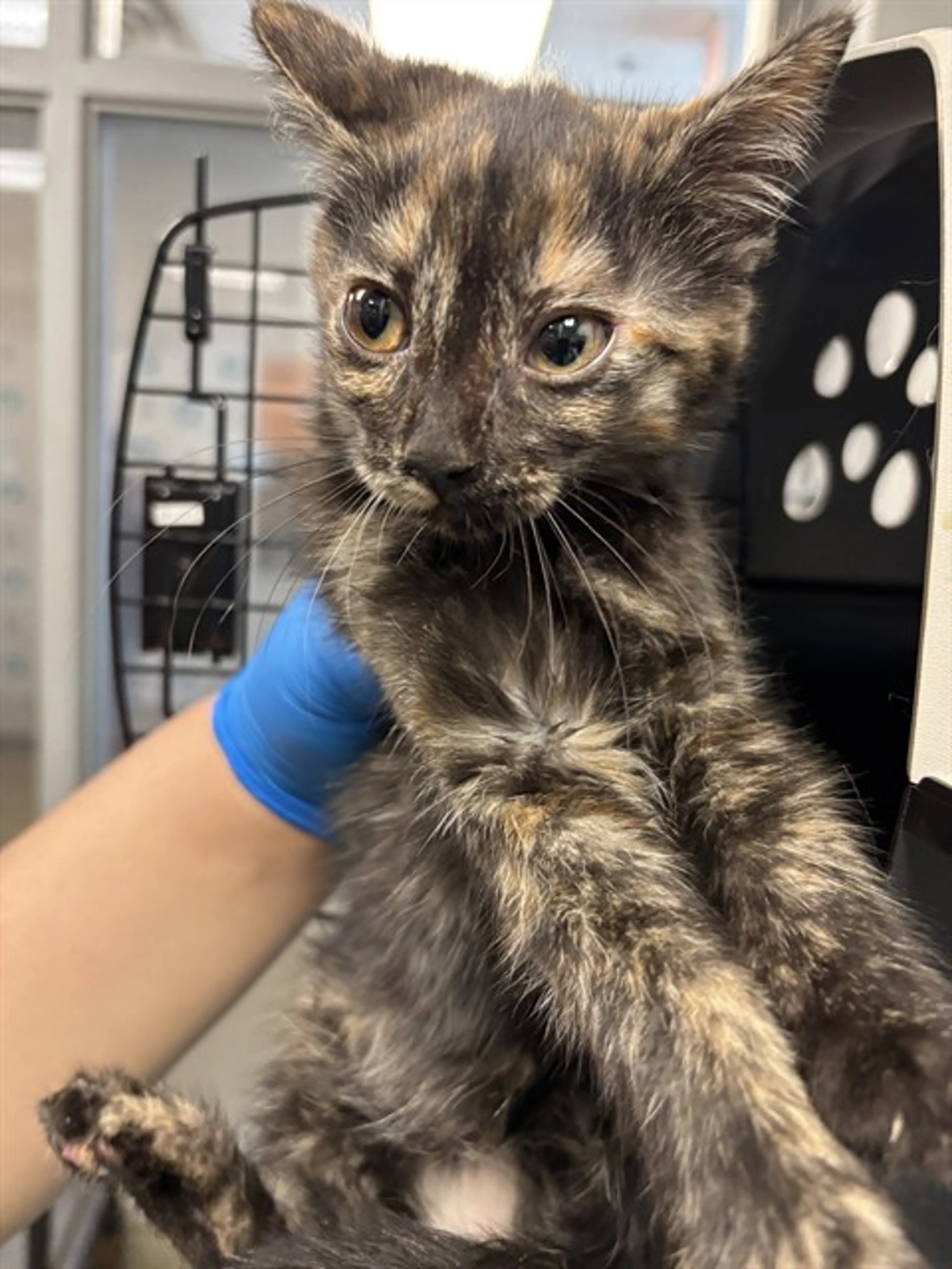 Found pet
