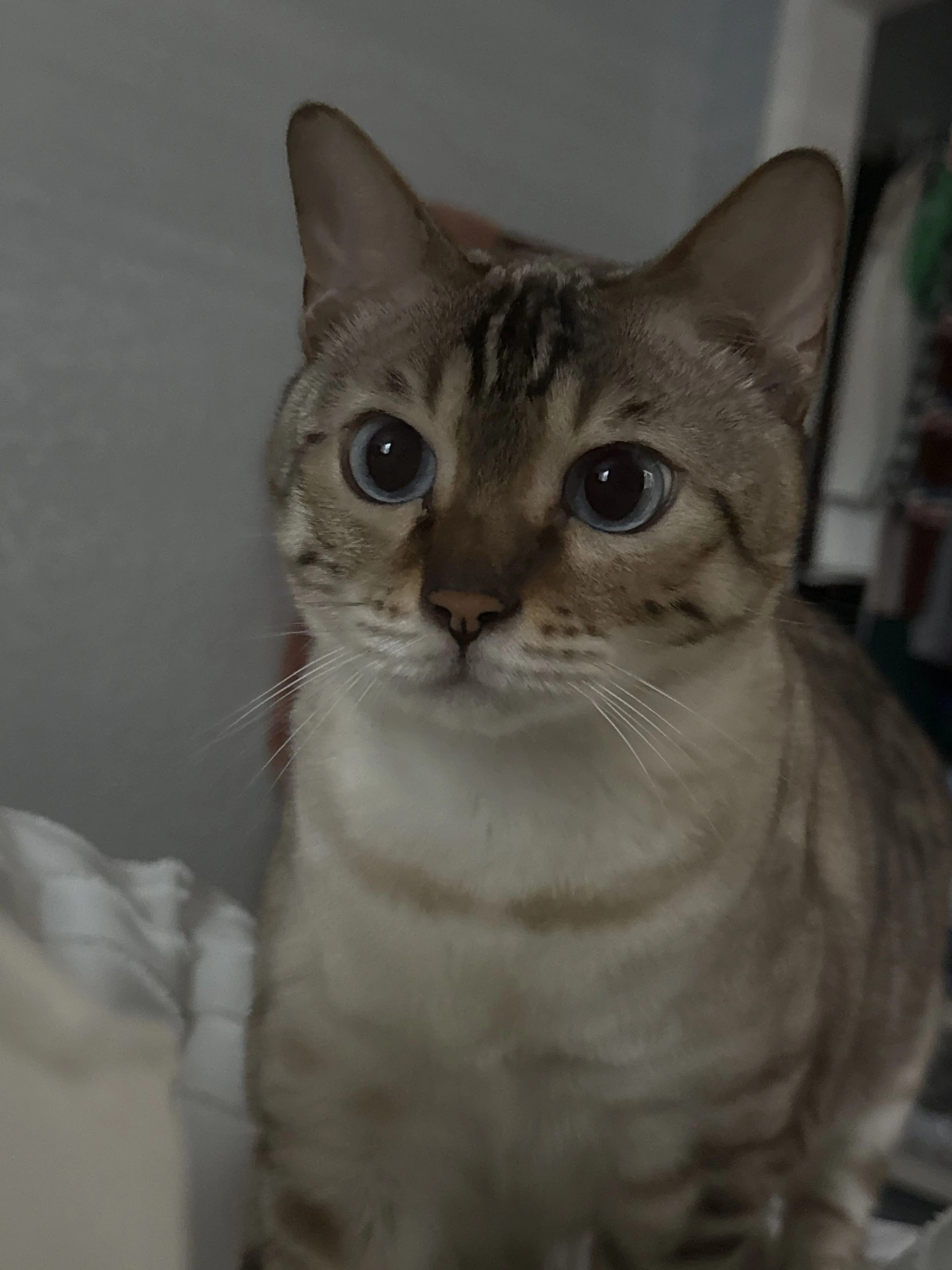 Lost pet