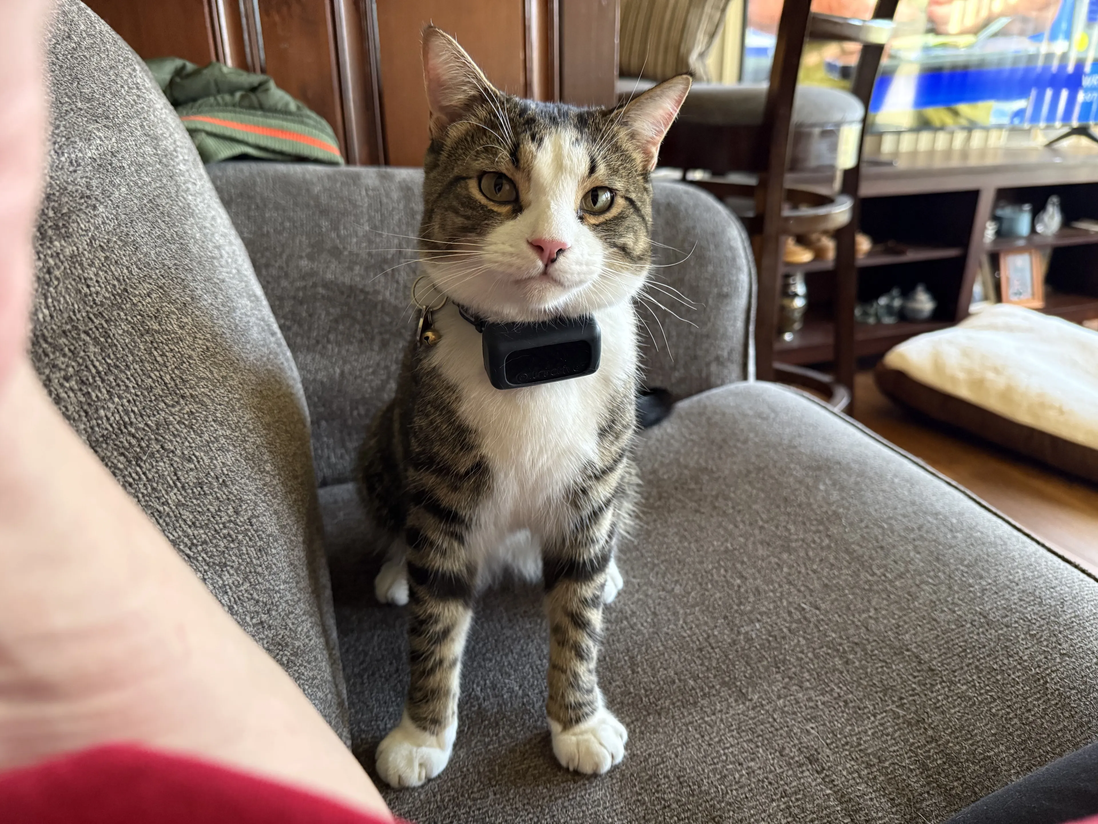 Lost pet