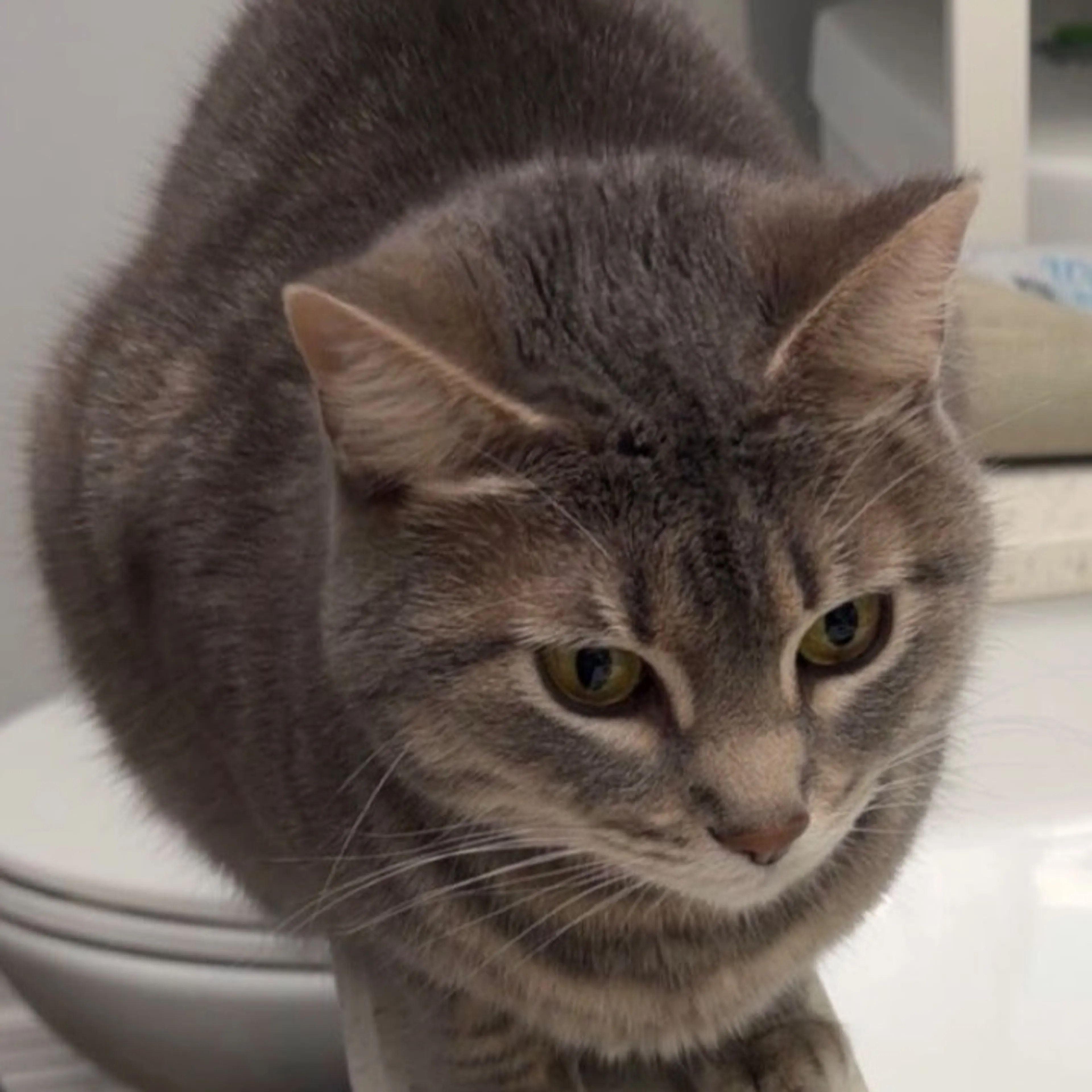 Lost pet-0